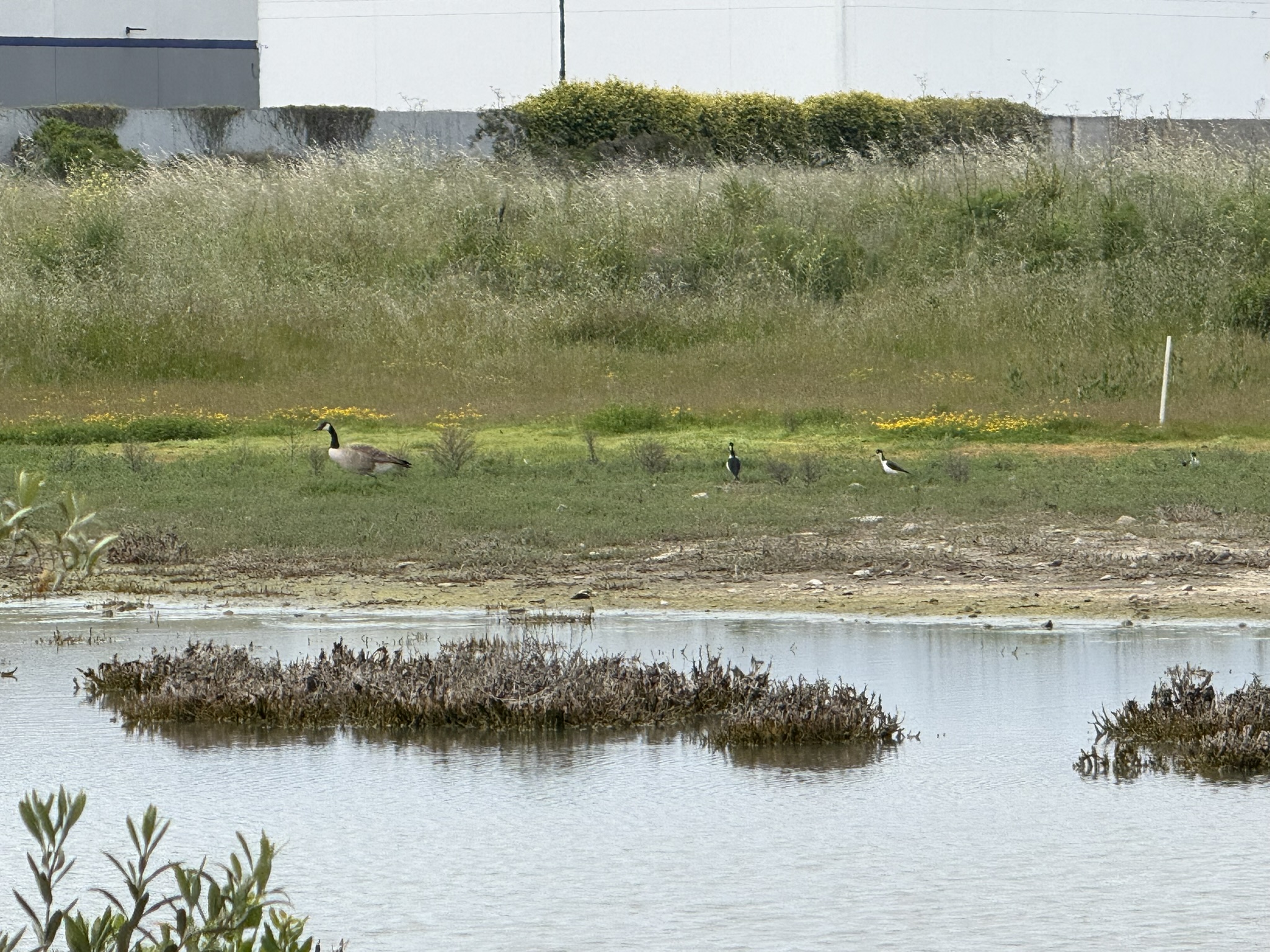 Martin Luther King Jr. Regional Shoreline