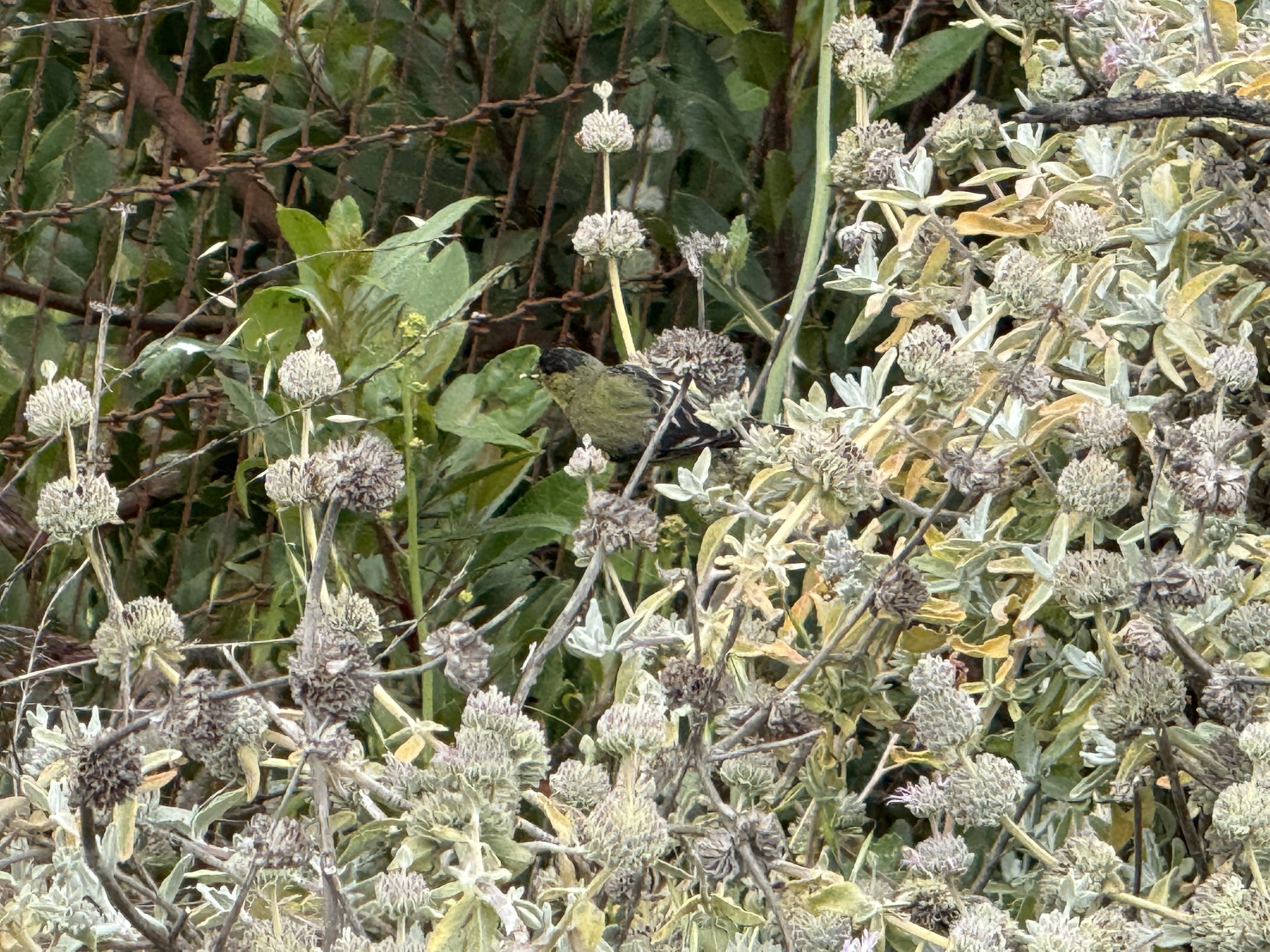 Martin Luther King Jr. Regional Shoreline