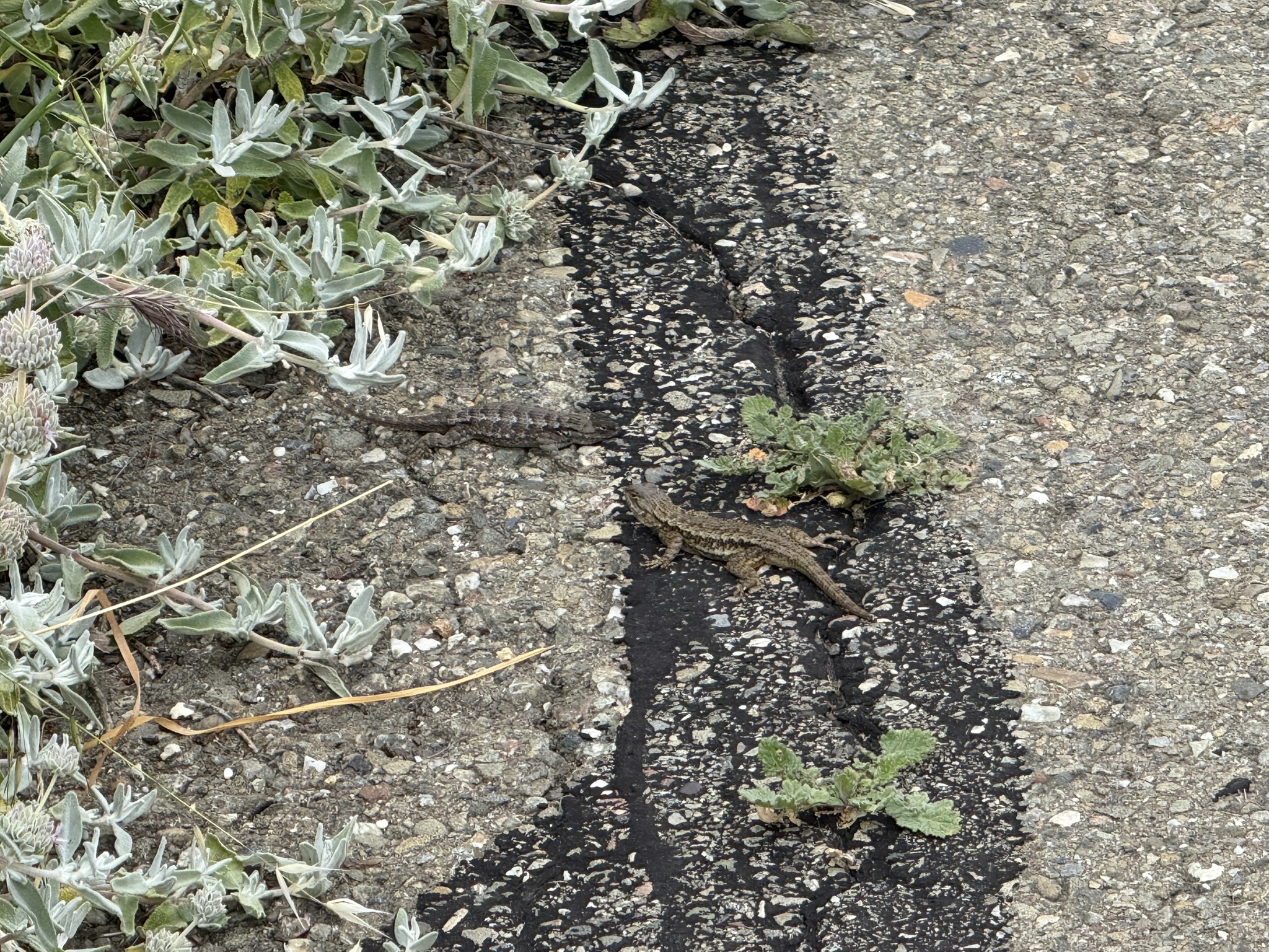 Martin Luther King Jr. Regional Shoreline