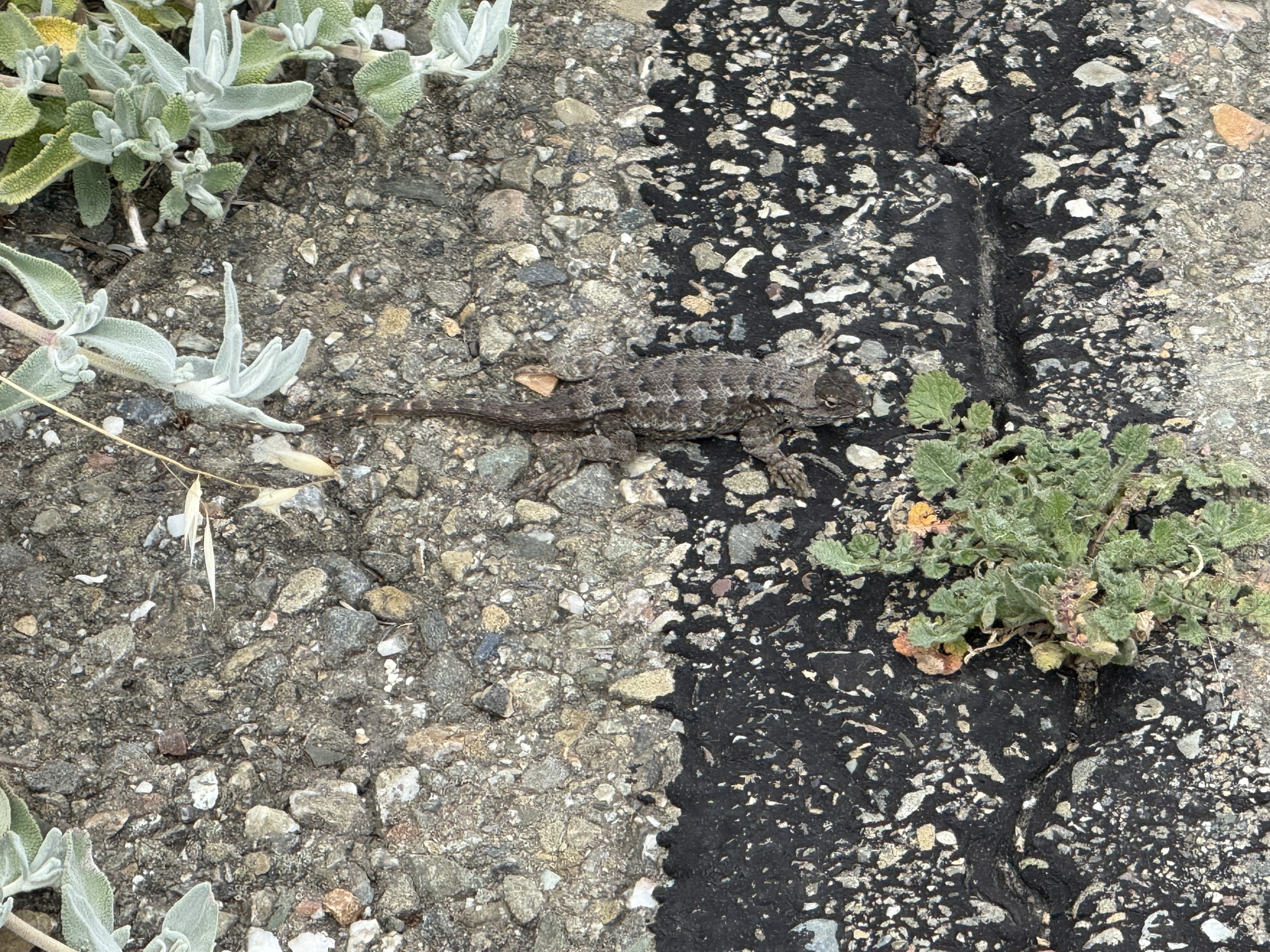 Martin Luther King Jr. Regional Shoreline