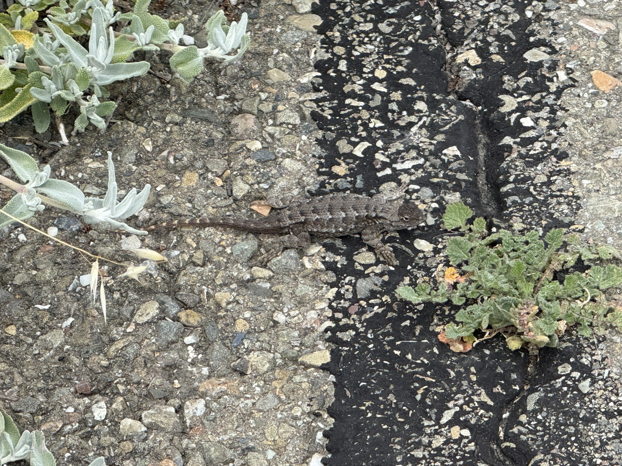 Martin Luther King Jr. Regional Shoreline