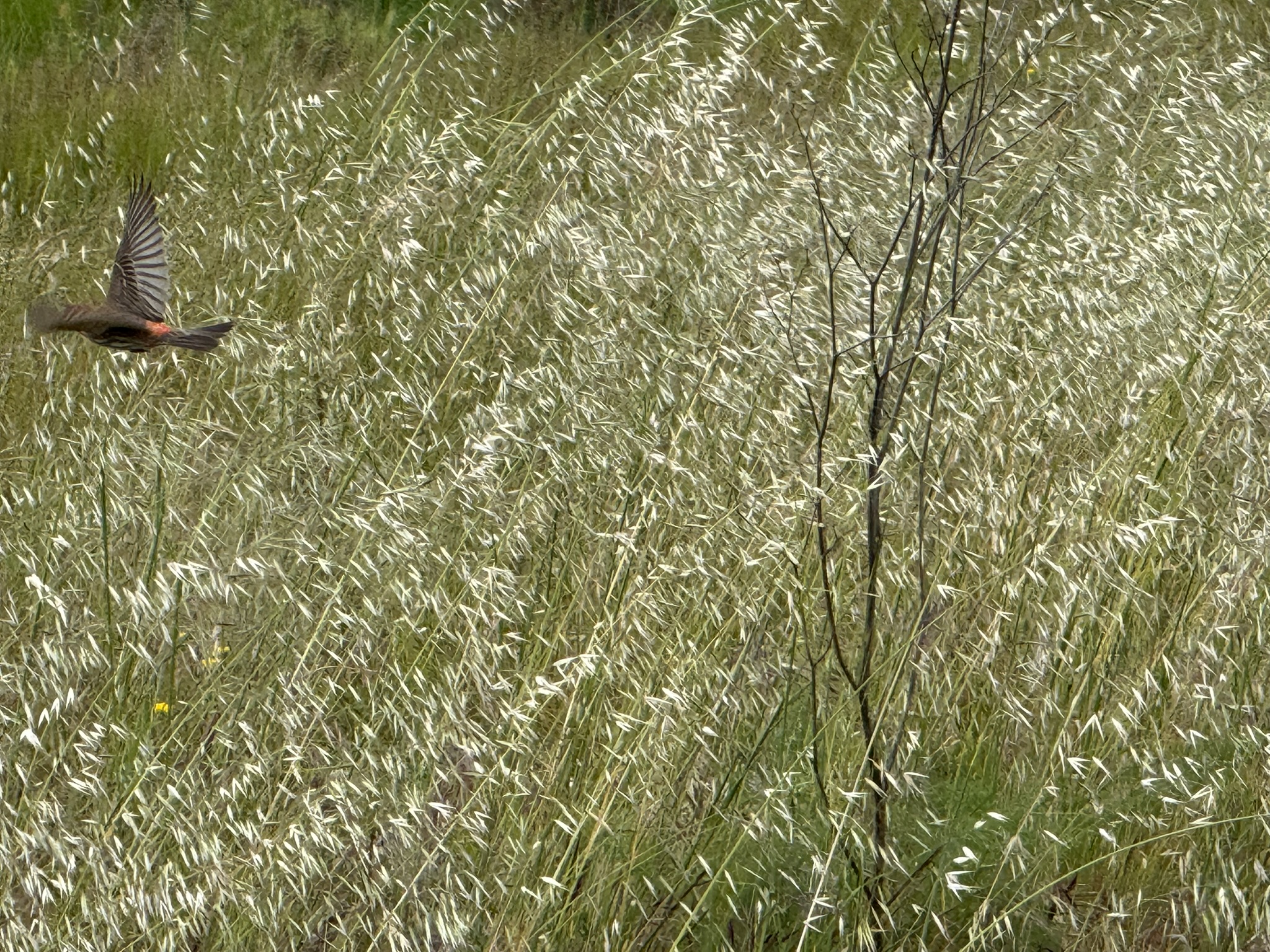 Martin Luther King Jr. Regional Shoreline
