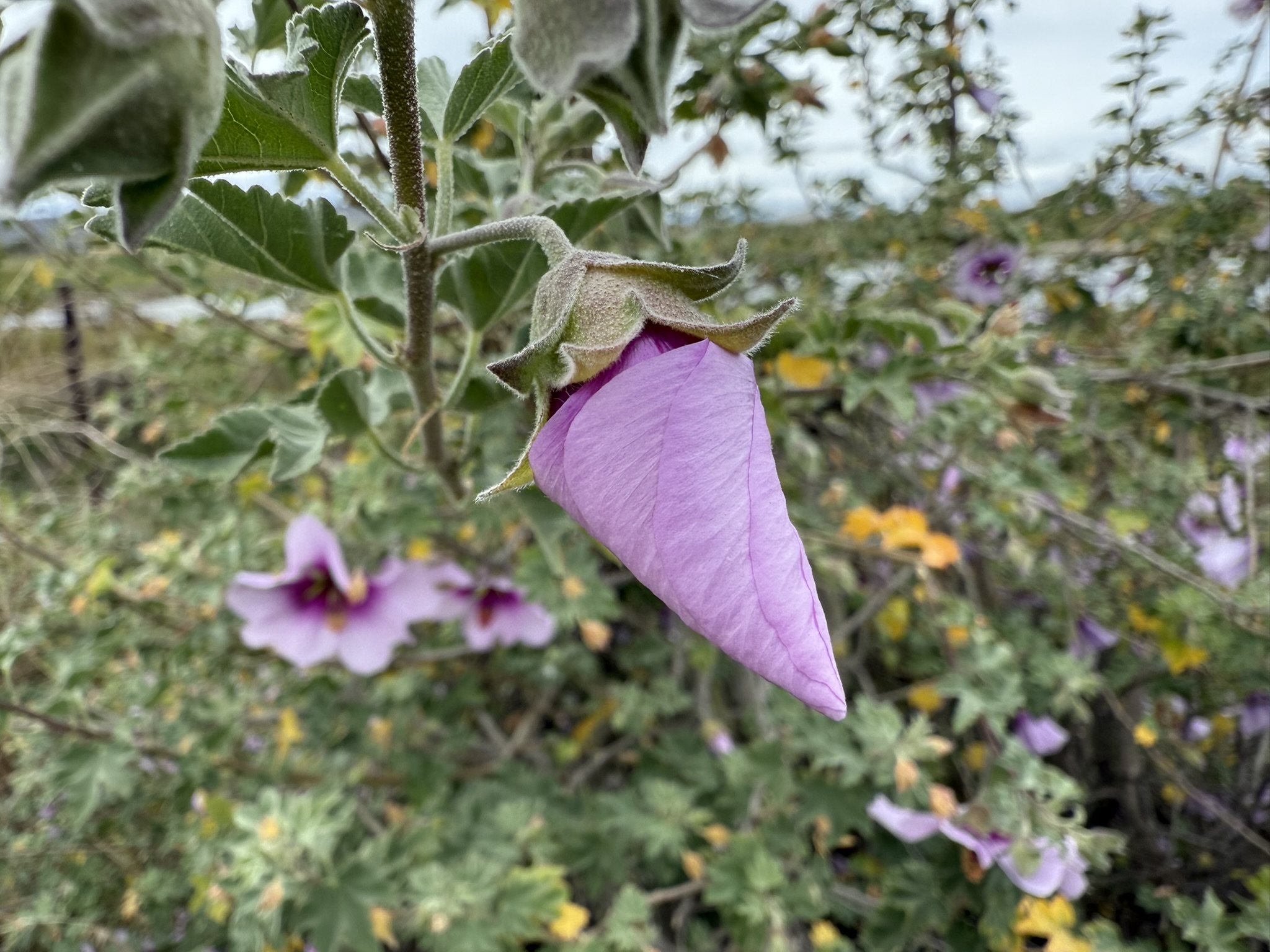 Martin Luther King Jr. Regional Shoreline