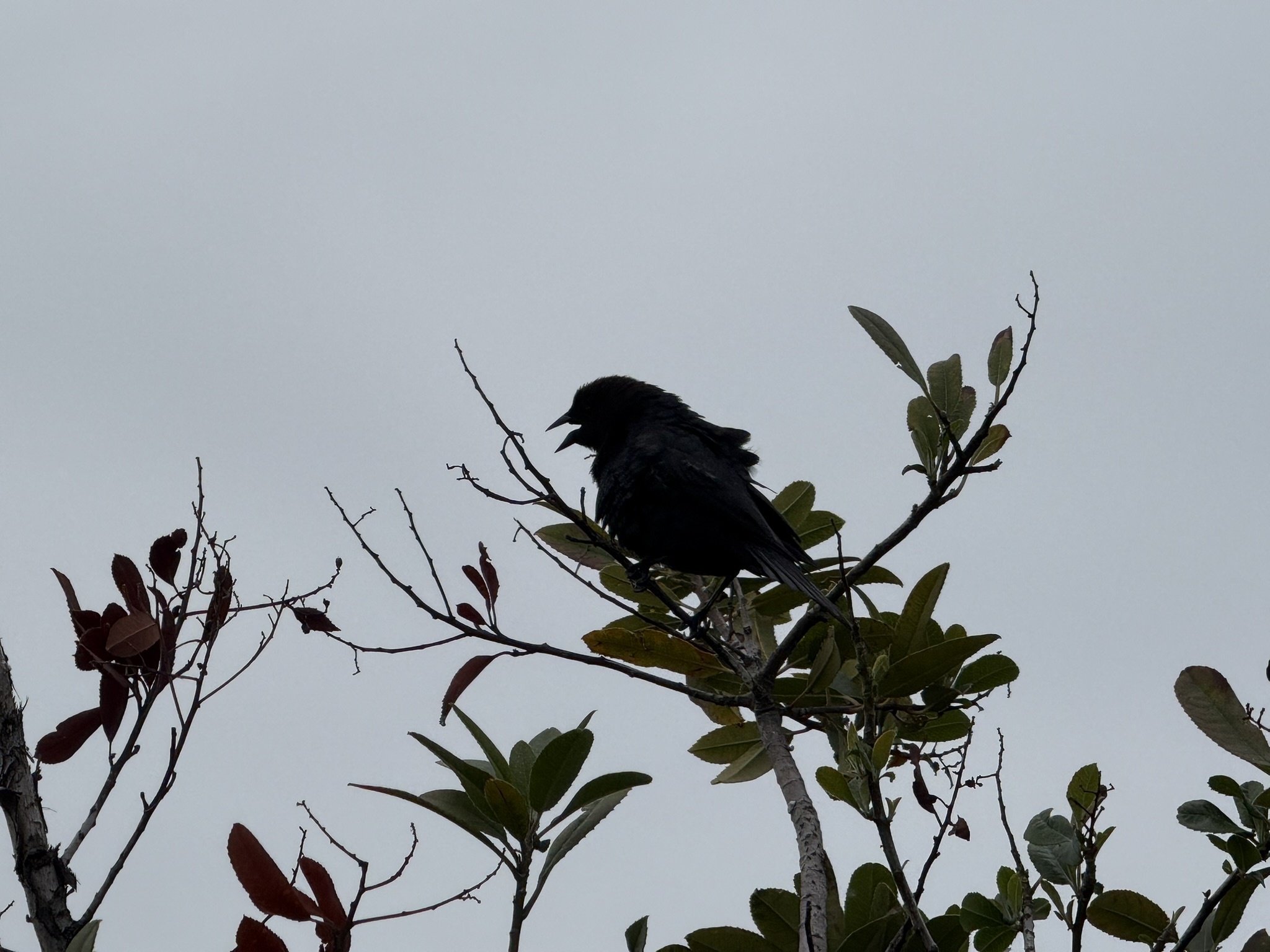 Martin Luther King Jr. Regional Shoreline