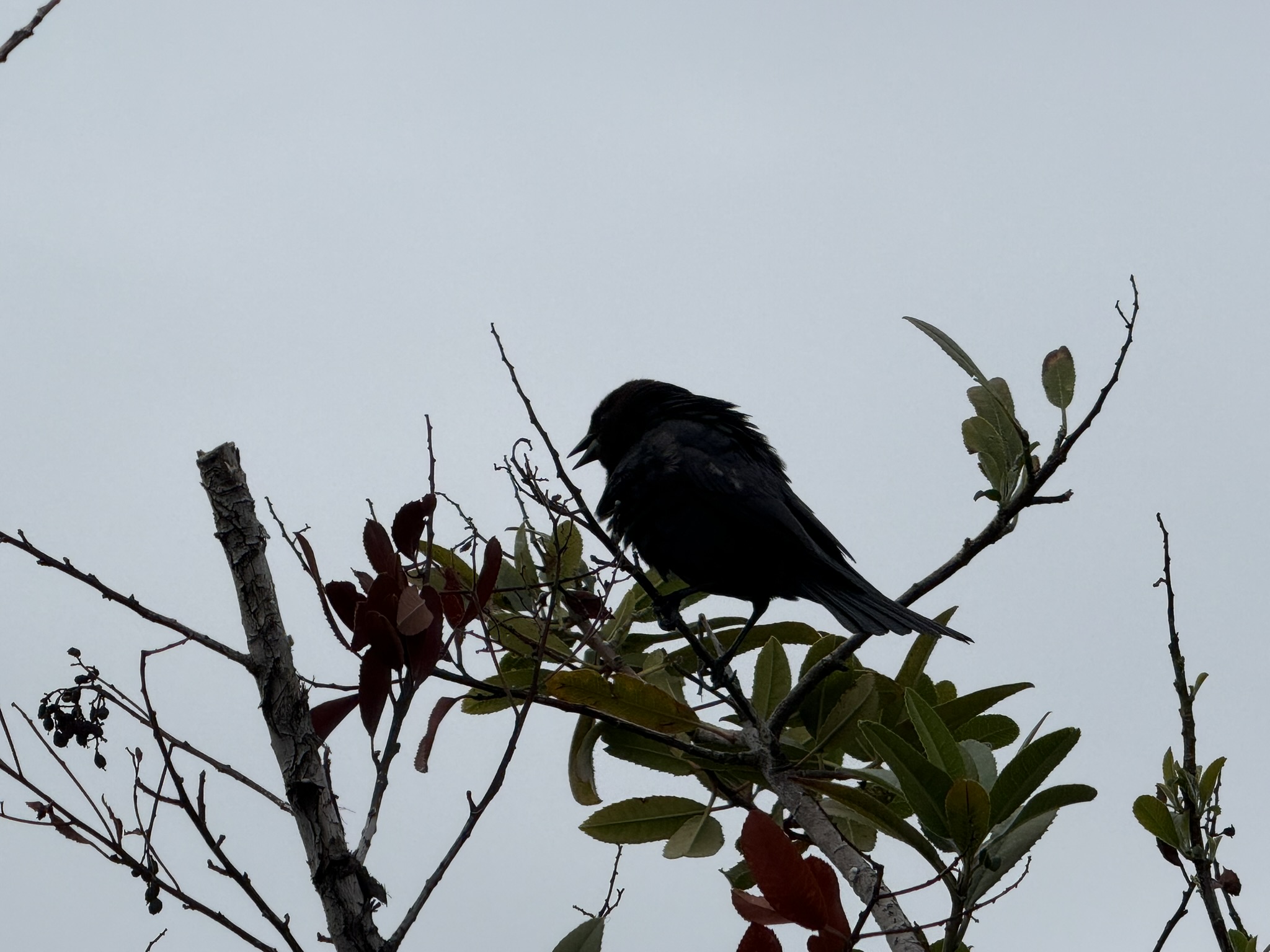 Martin Luther King Jr. Regional Shoreline