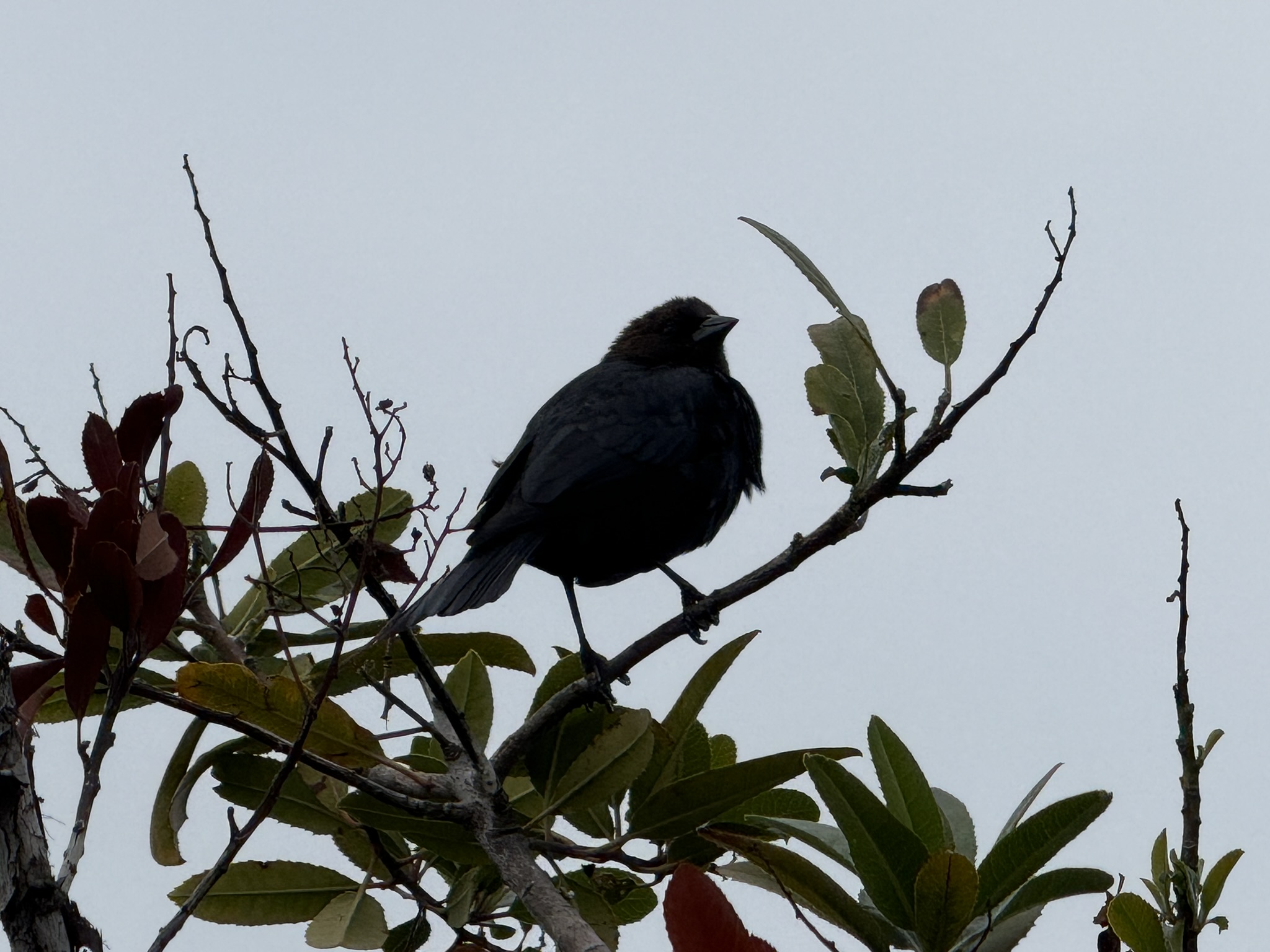 Martin Luther King Jr. Regional Shoreline
