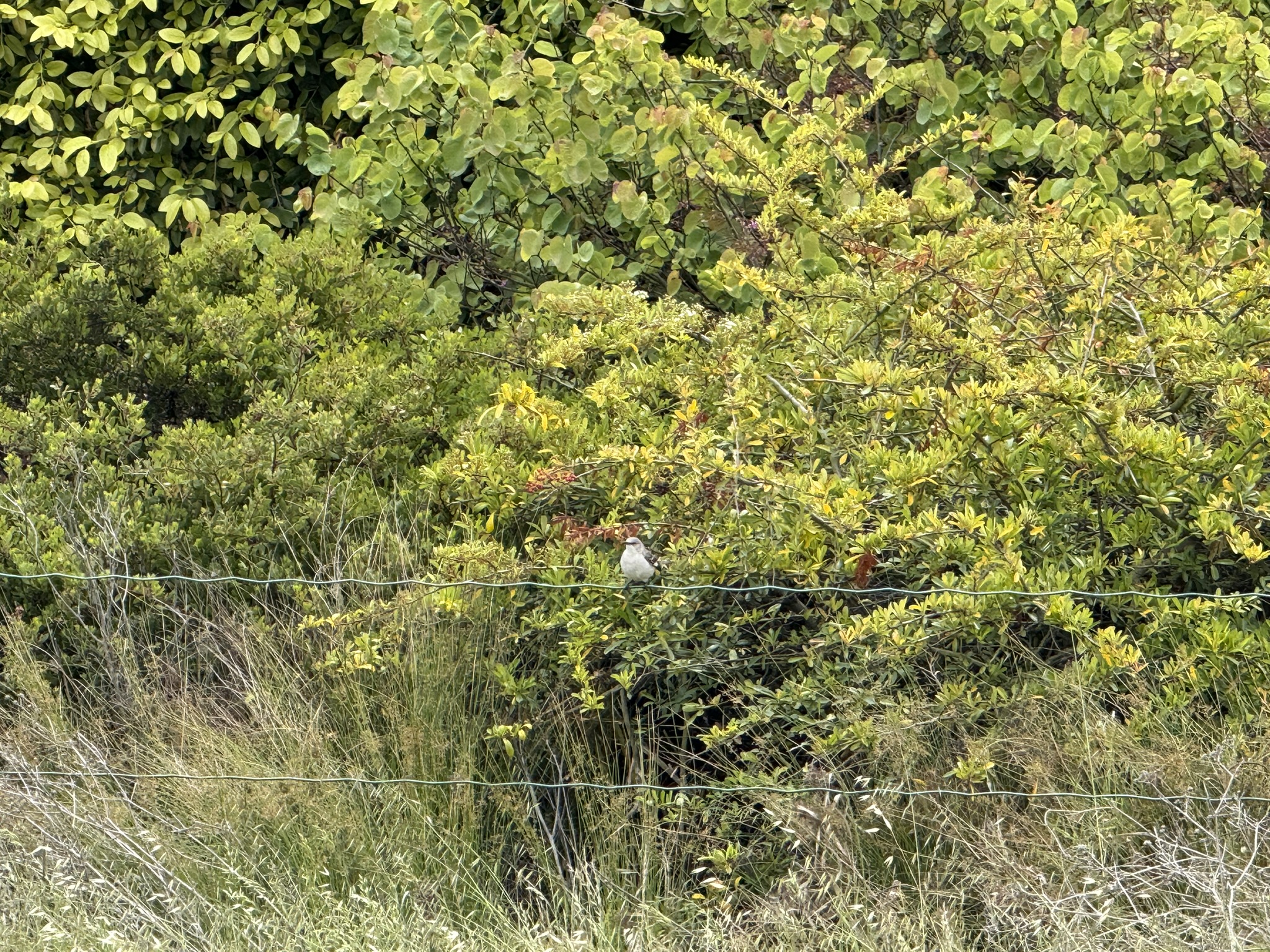 Martin Luther King Jr. Regional Shoreline