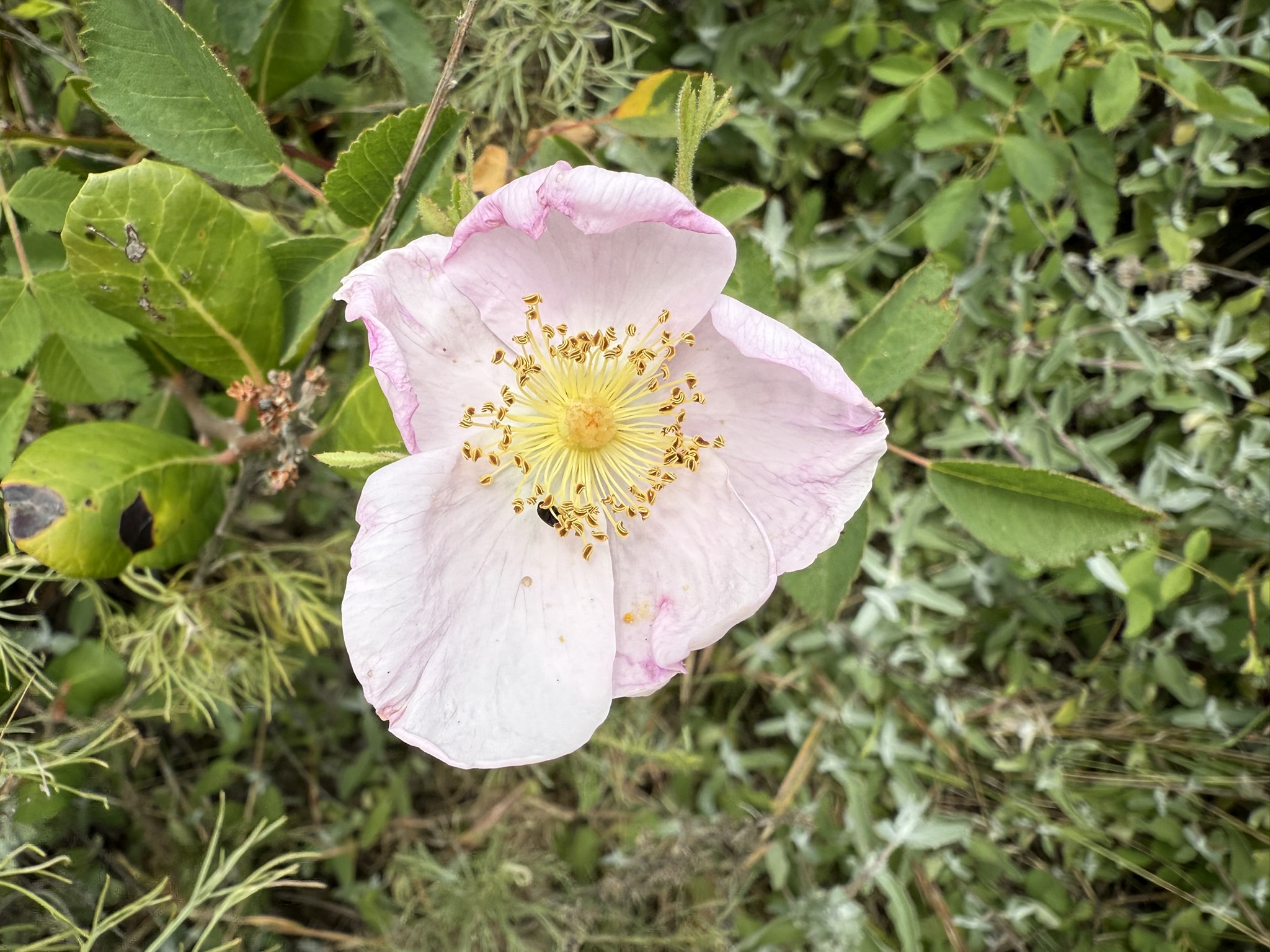 Martin Luther King Jr. Regional Shoreline