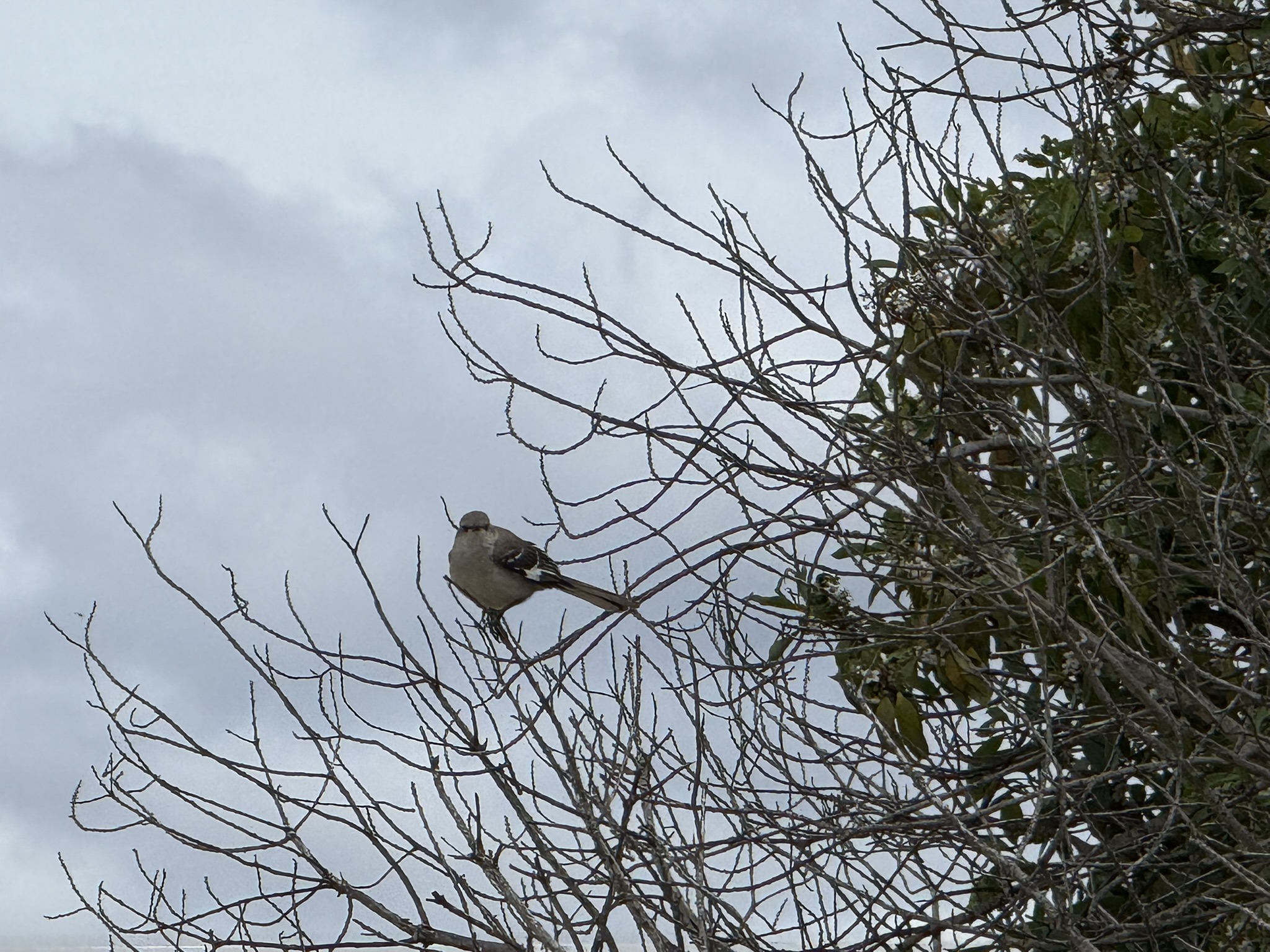 Martin Luther King Jr. Regional Shoreline