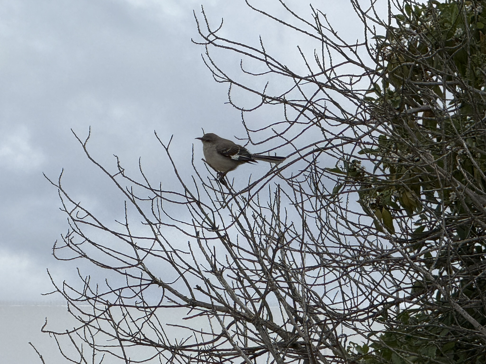 Martin Luther King Jr. Regional Shoreline