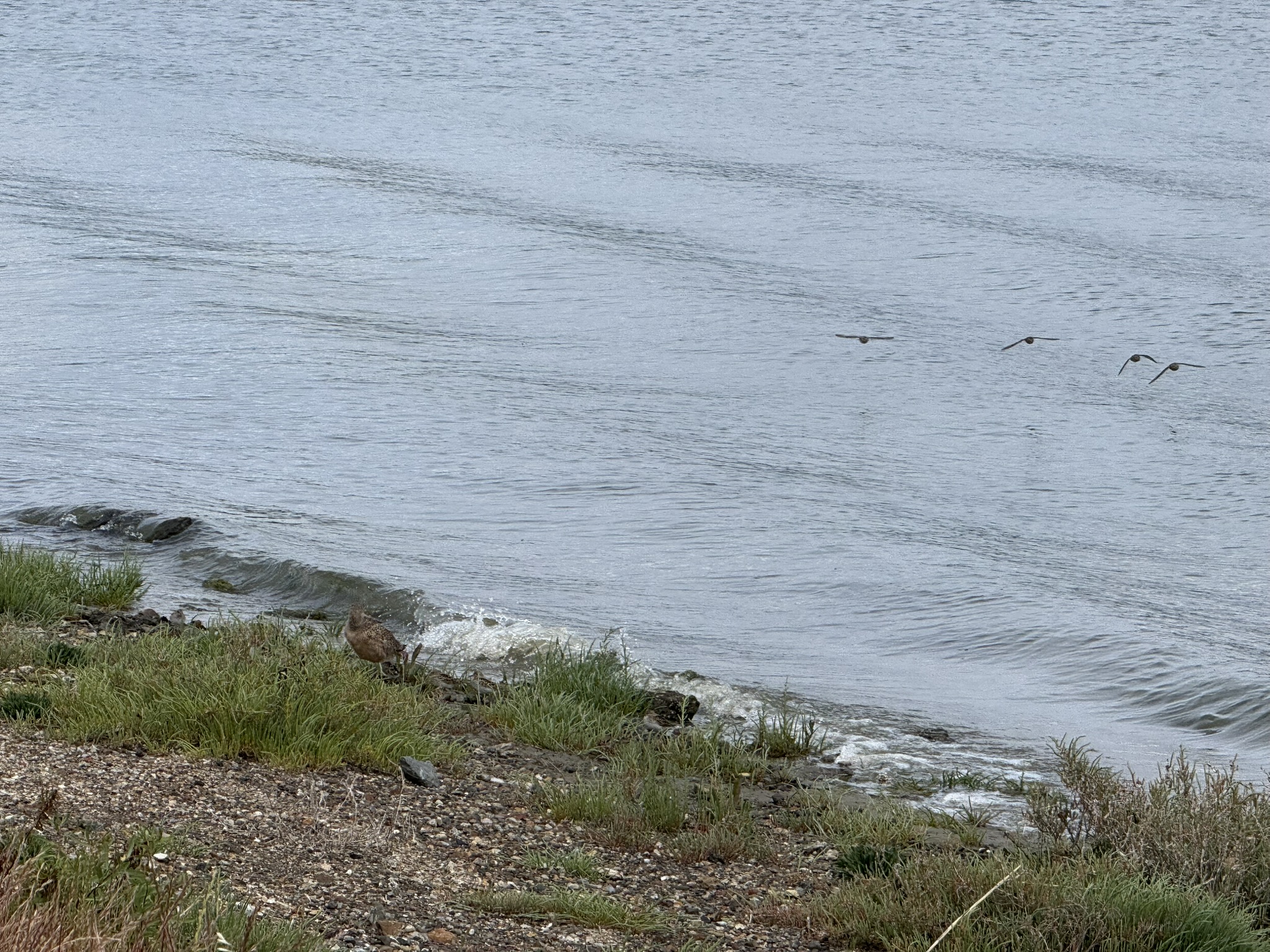 Martin Luther King Jr. Regional Shoreline