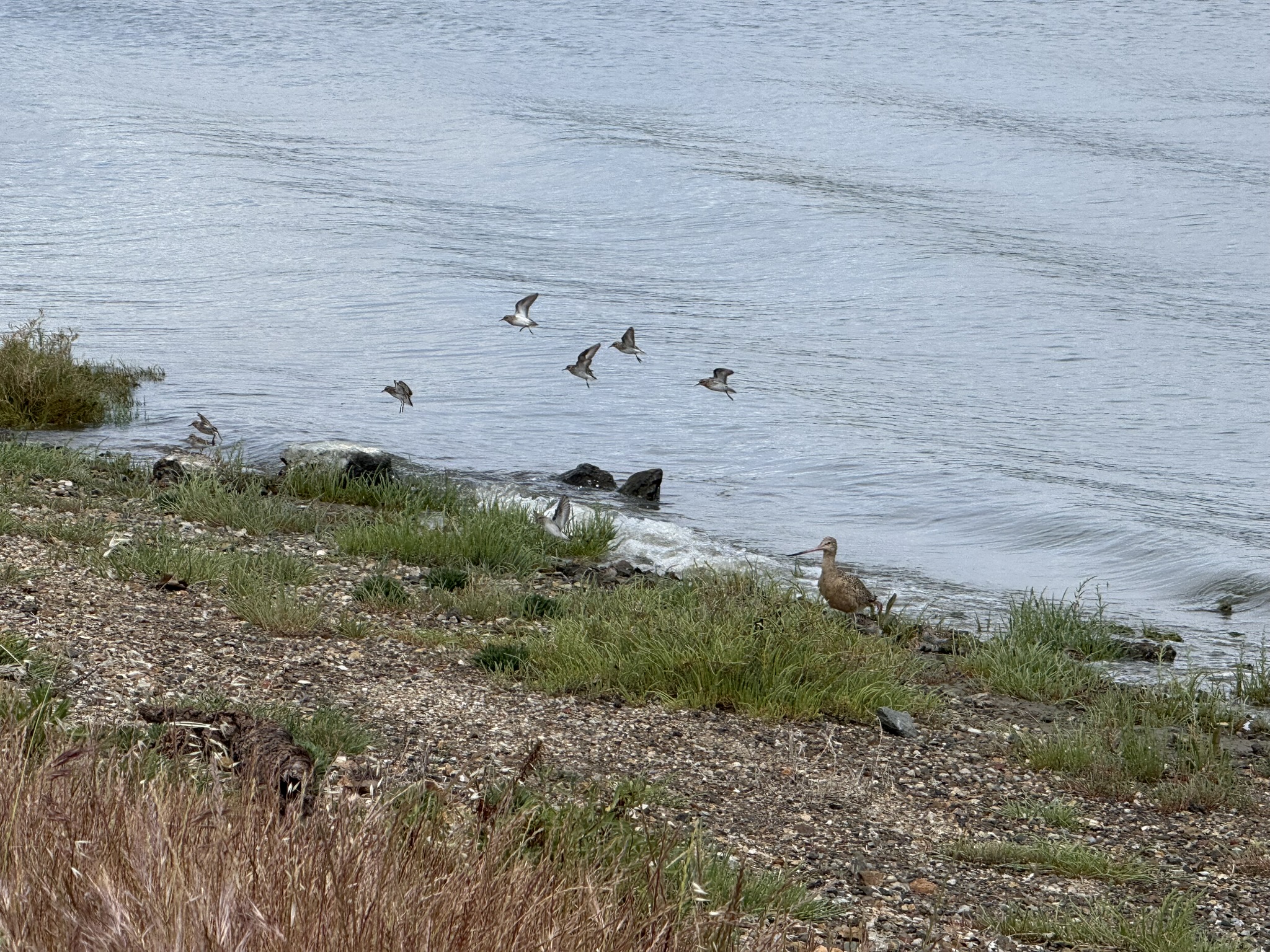 Martin Luther King Jr. Regional Shoreline