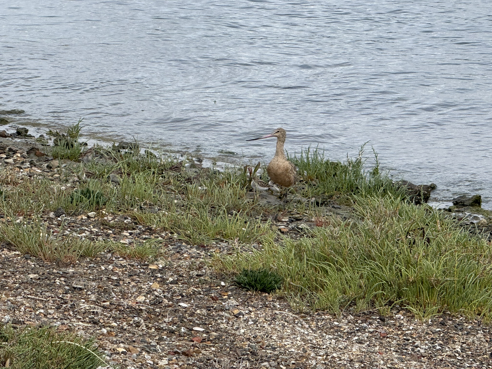 Martin Luther King Jr. Regional Shoreline