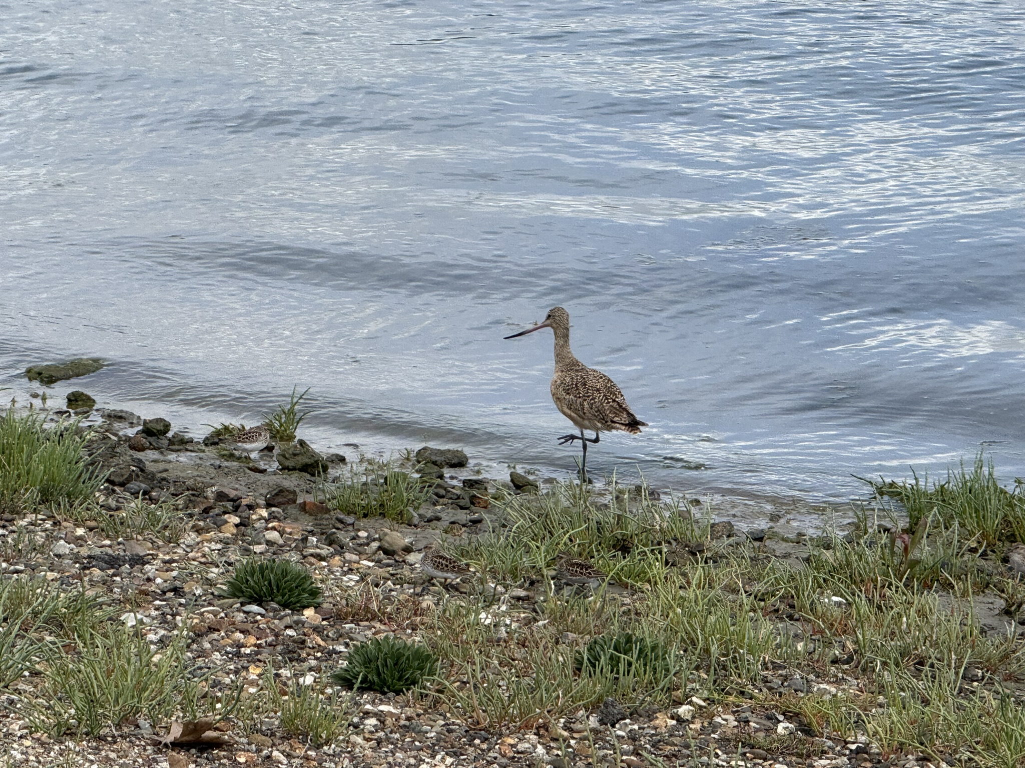 Martin Luther King Jr. Regional Shoreline