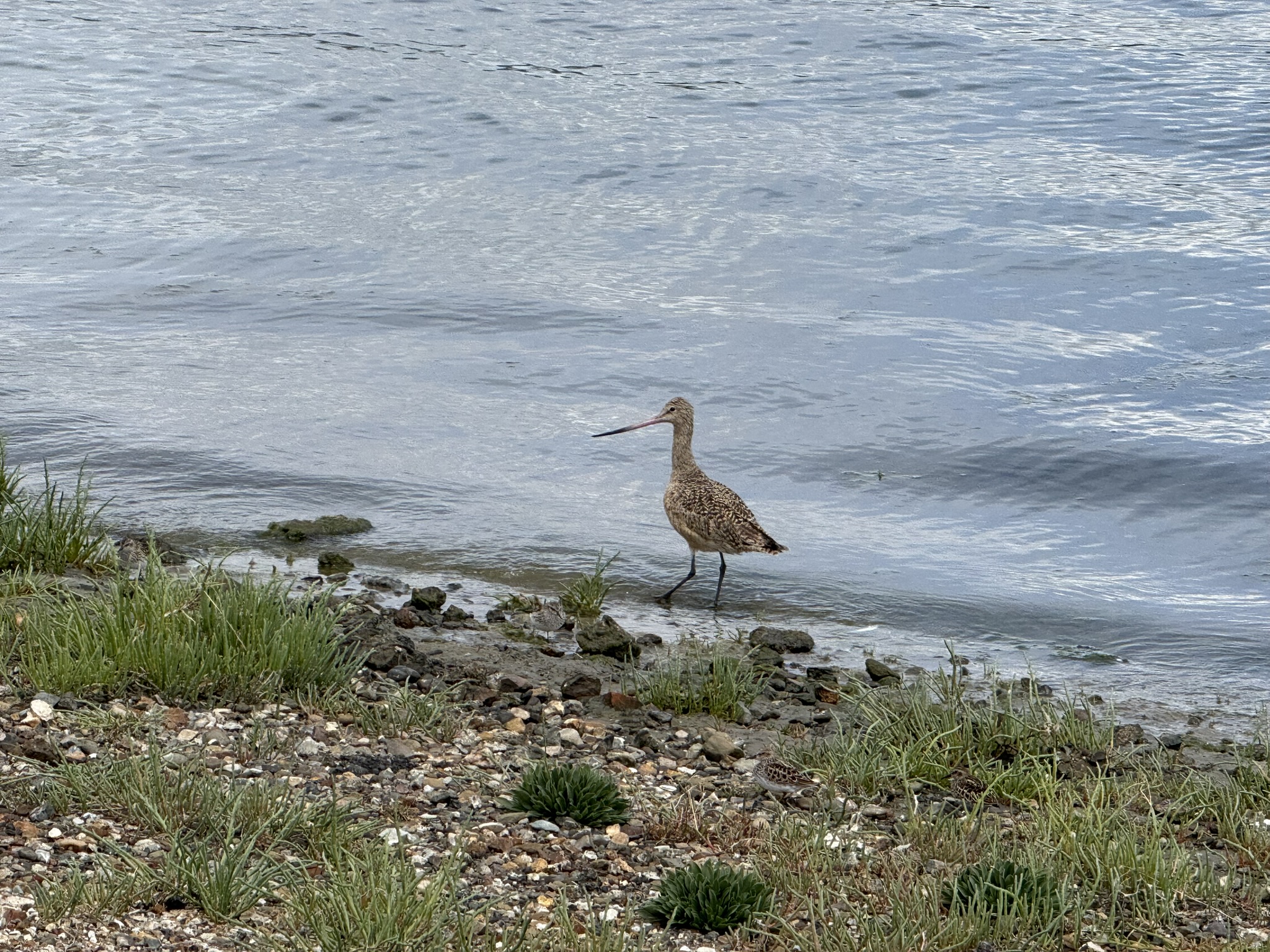 Martin Luther King Jr. Regional Shoreline