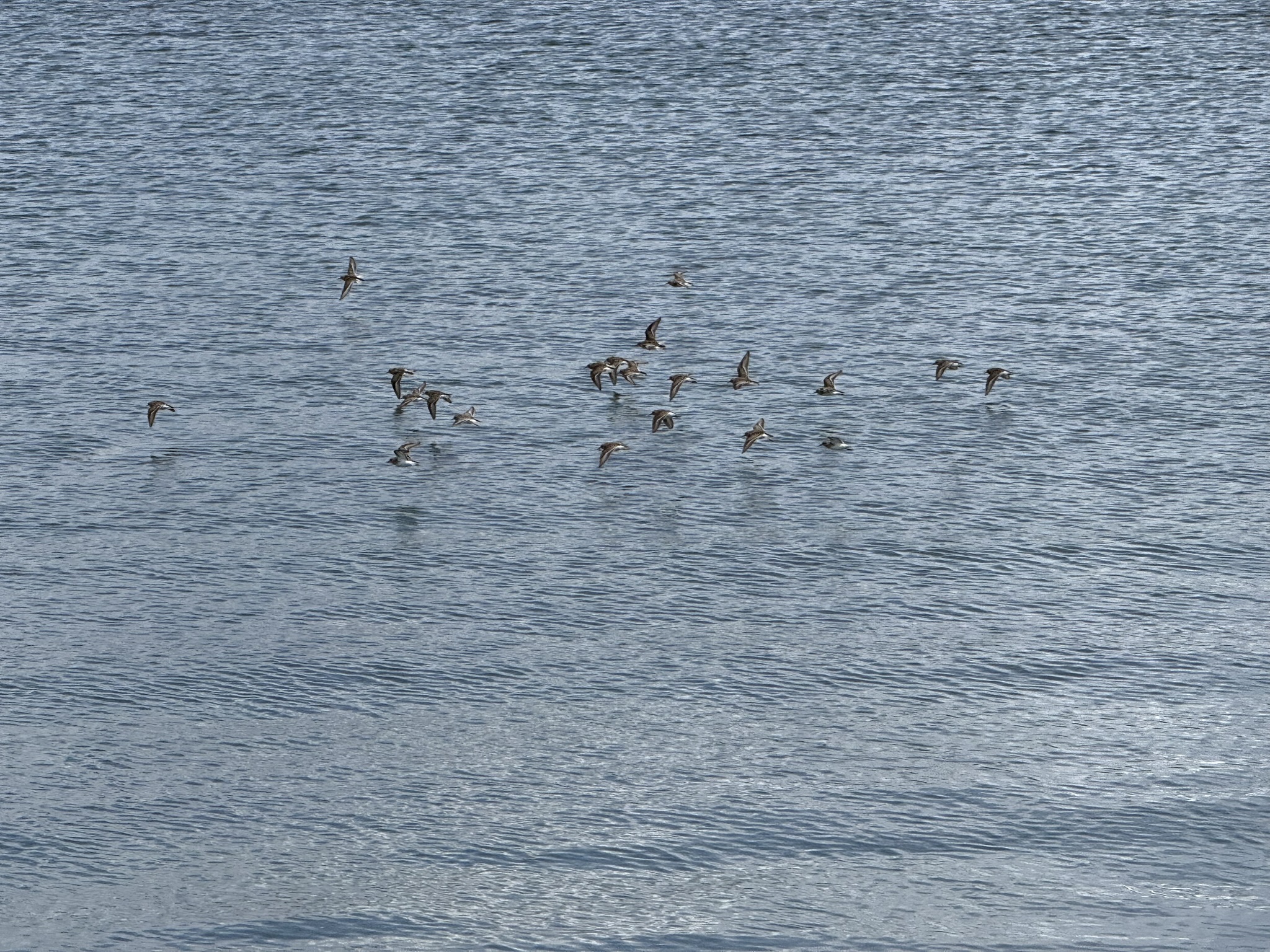 Martin Luther King Jr. Regional Shoreline
