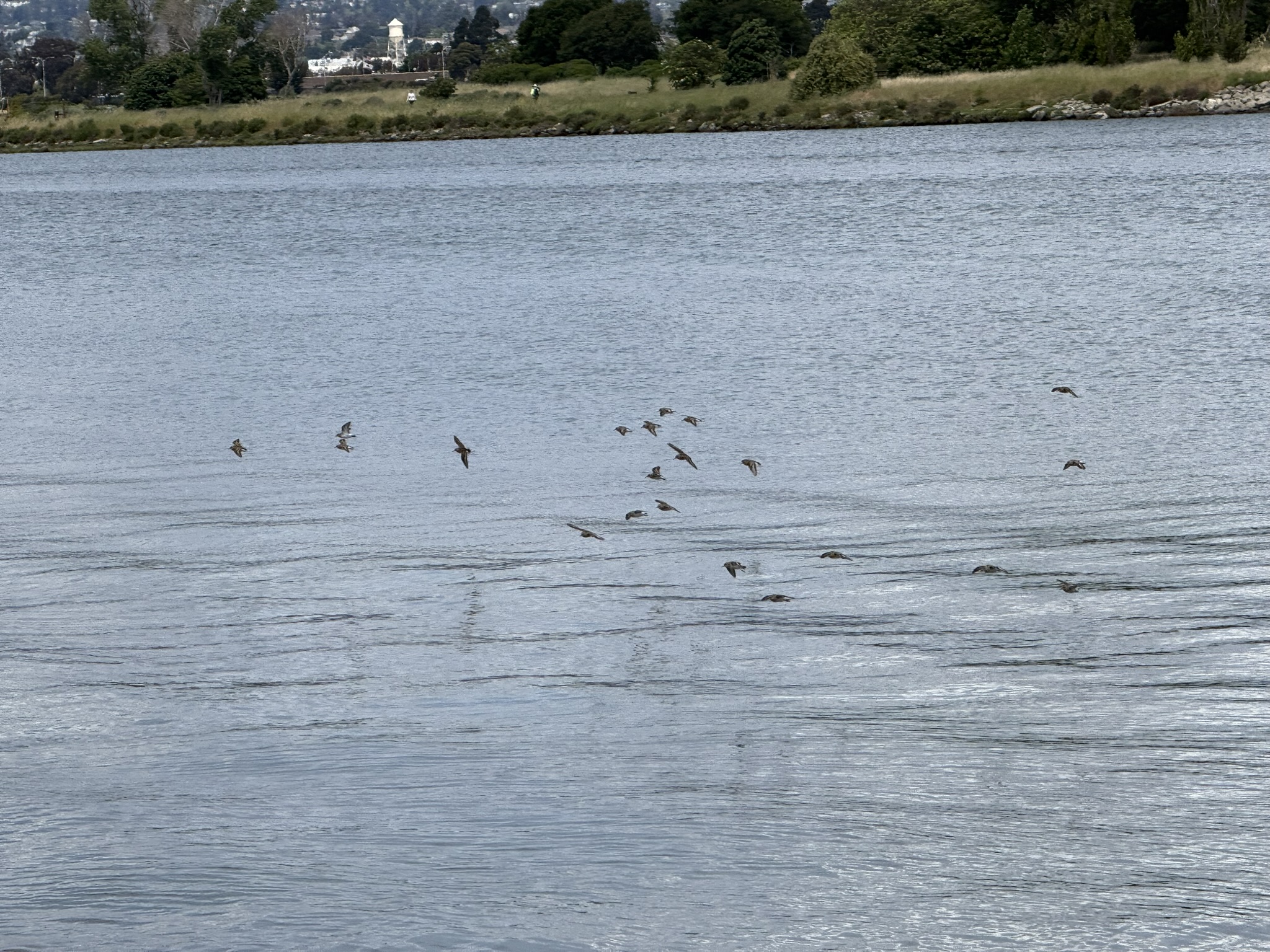 Martin Luther King Jr. Regional Shoreline