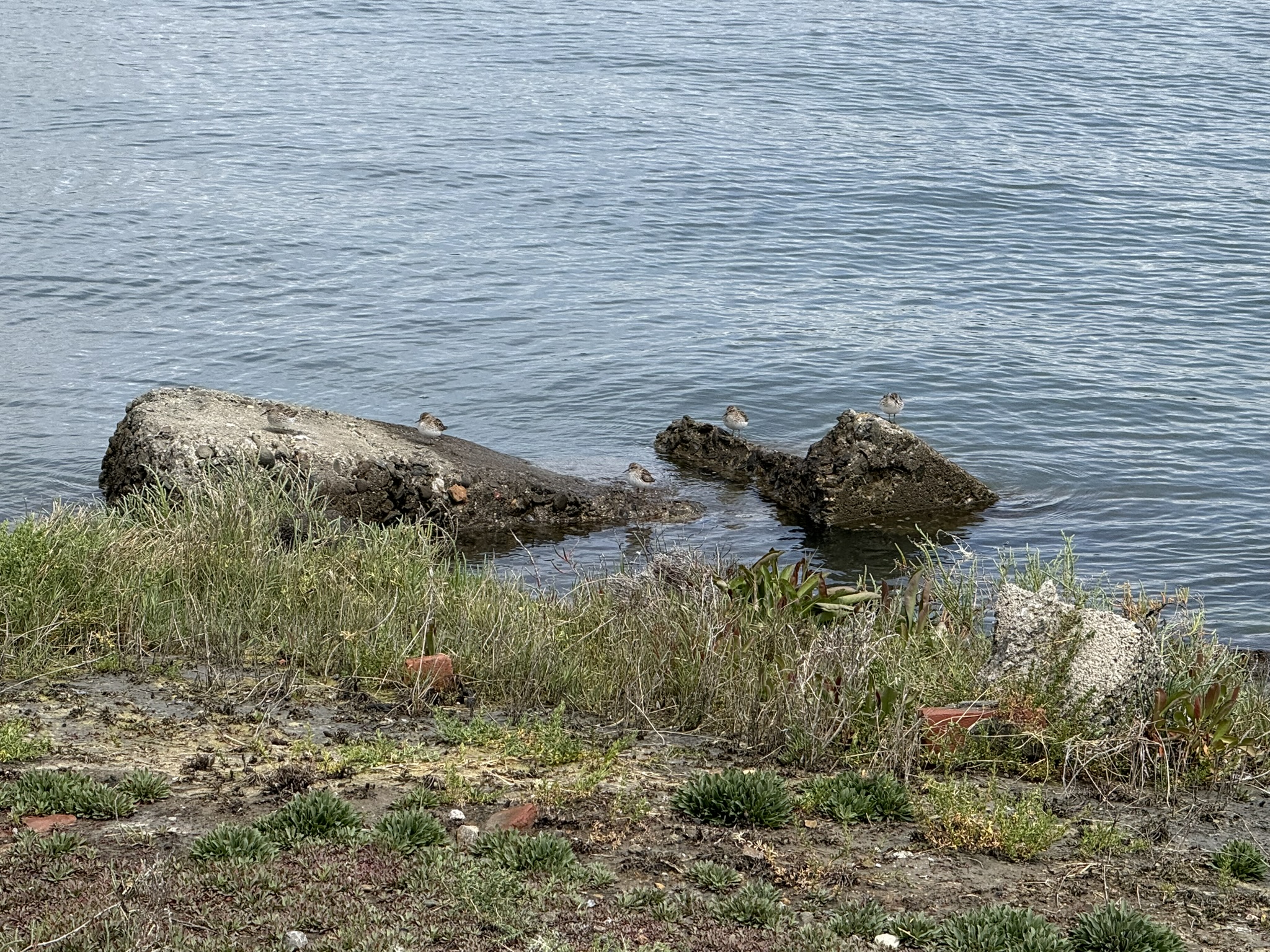 Martin Luther King Jr. Regional Shoreline