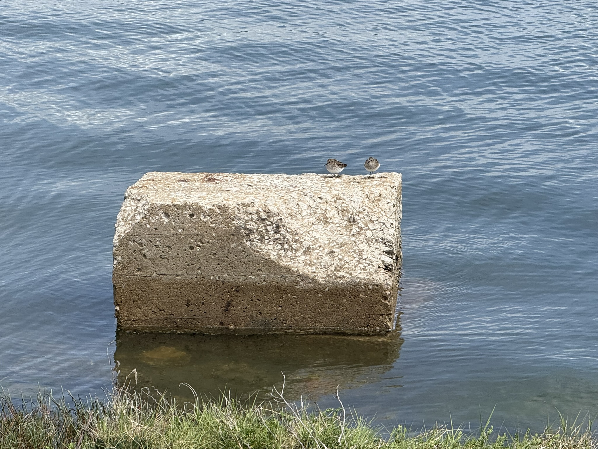 Martin Luther King Jr. Regional Shoreline