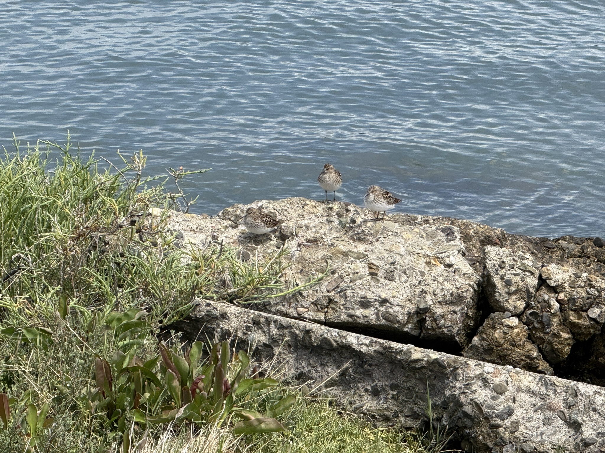 Martin Luther King Jr. Regional Shoreline