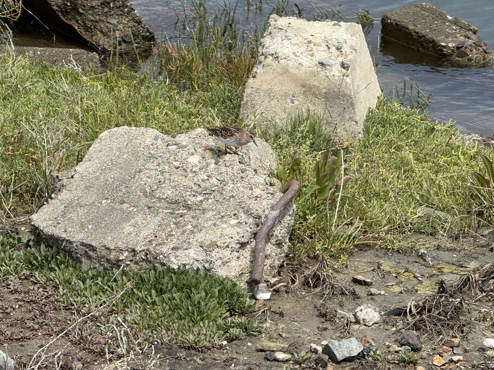 Martin Luther King Jr. Regional Shoreline