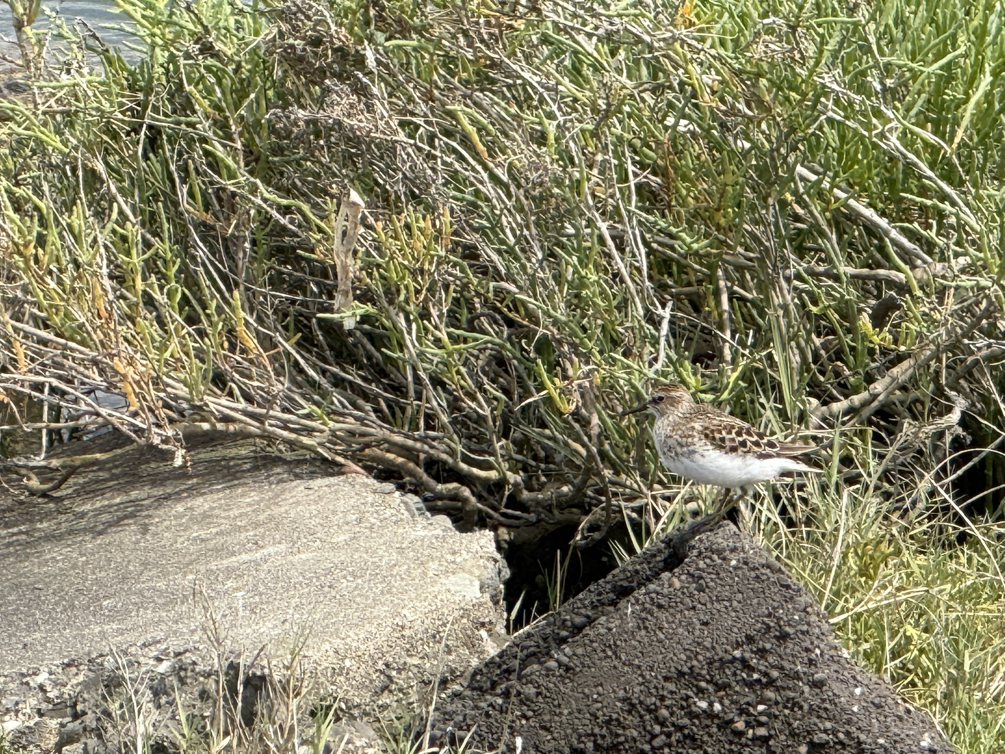 Martin Luther King Jr. Regional Shoreline