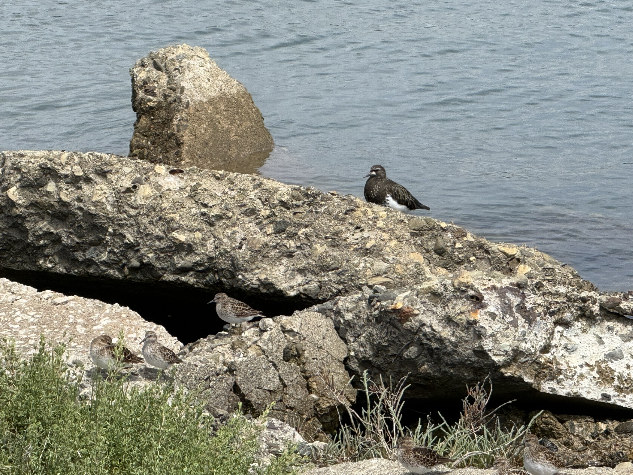 Martin Luther King Jr. Regional Shoreline