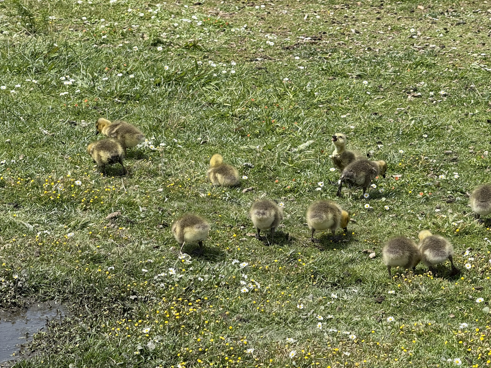 Martin Luther King Jr. Regional Shoreline