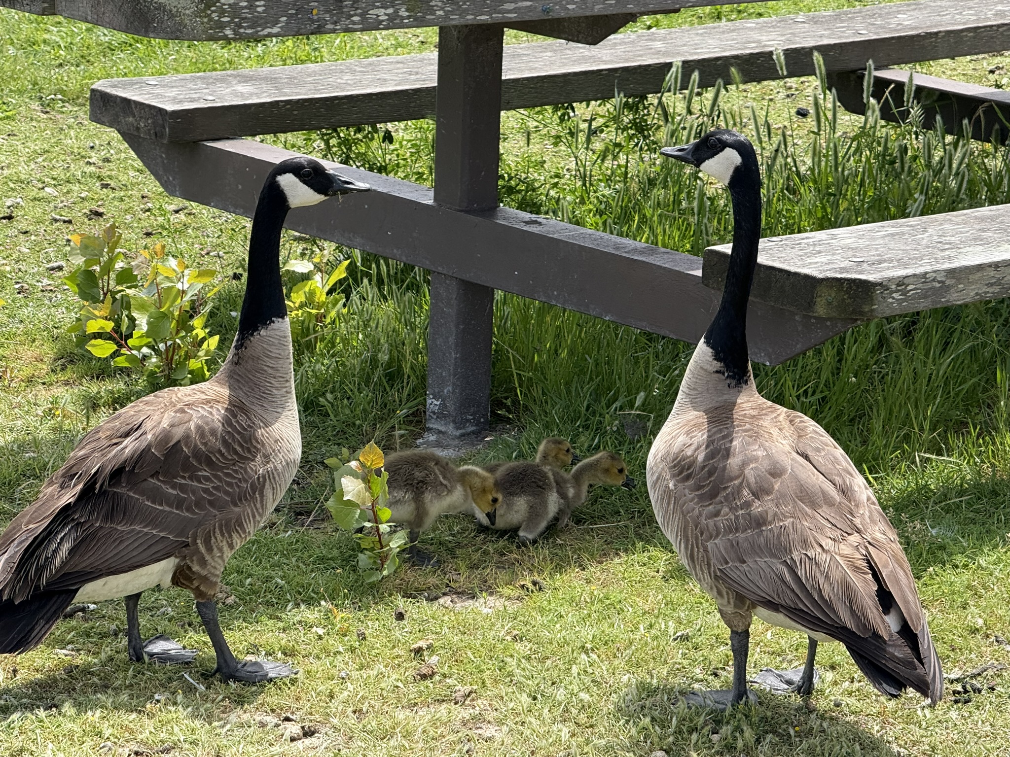 Martin Luther King Jr. Regional Shoreline