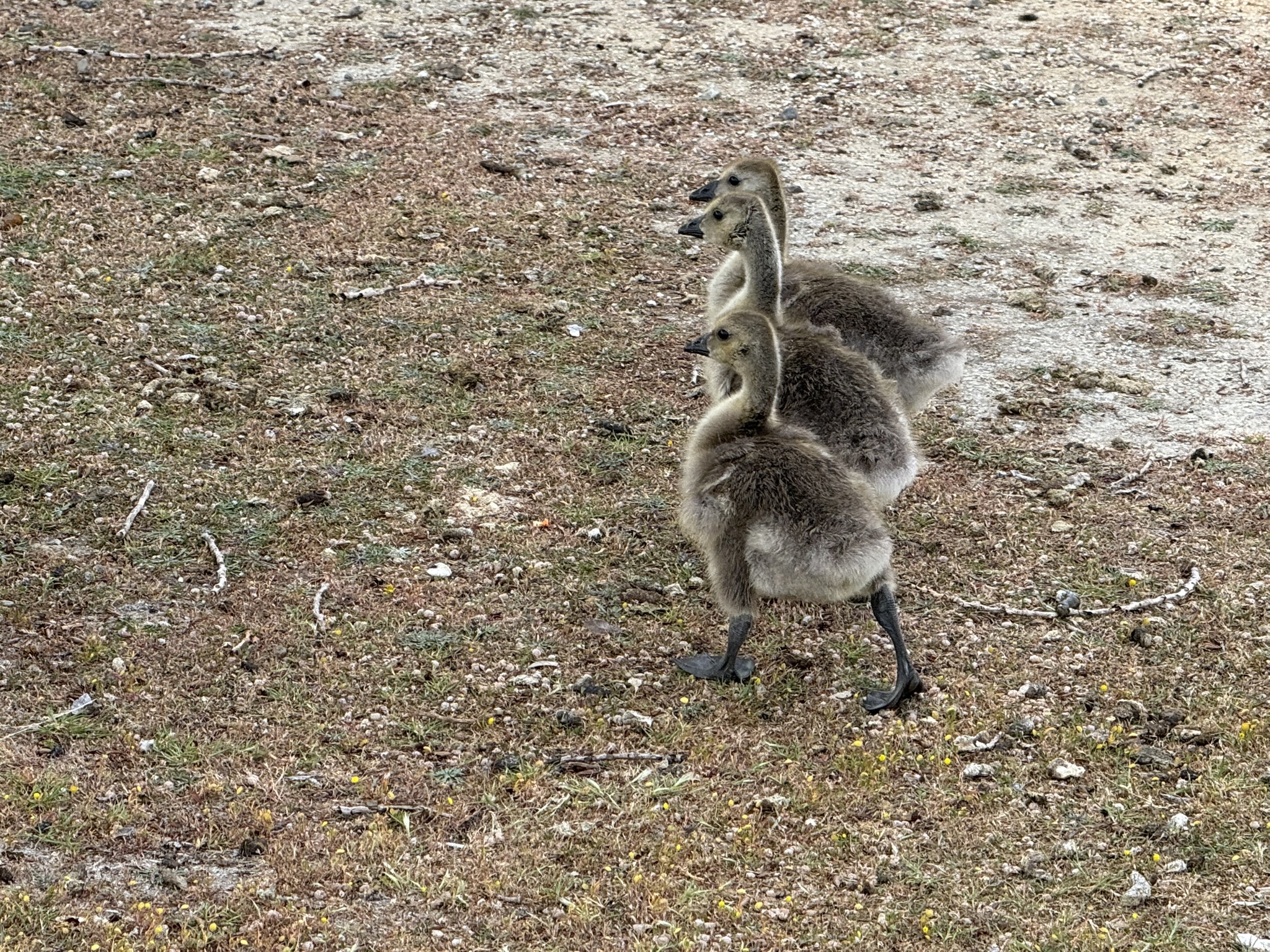 Martin Luther King Jr. Regional Shoreline