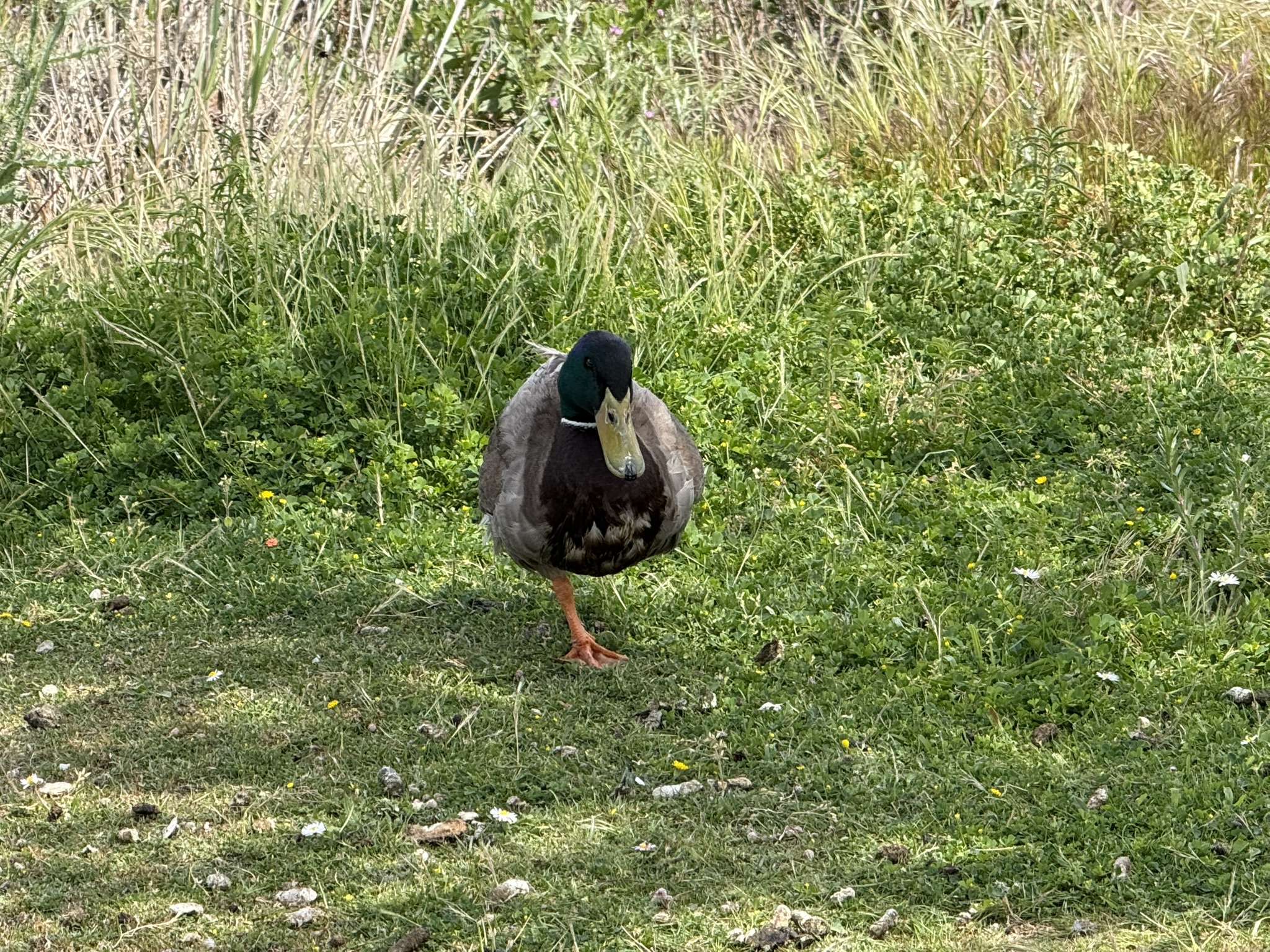 Martin Luther King Jr. Regional Shoreline