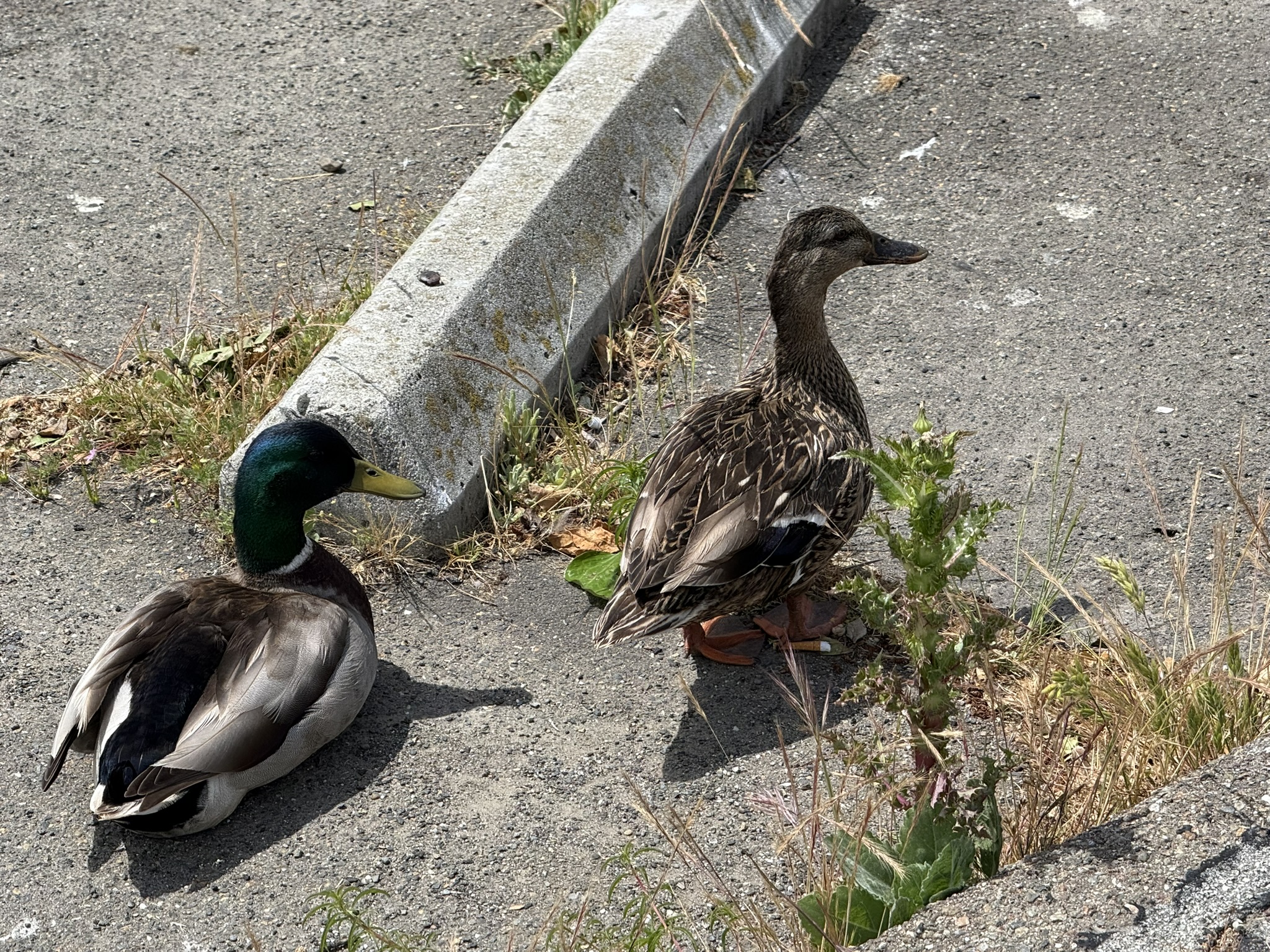 Martin Luther King Jr. Regional Shoreline