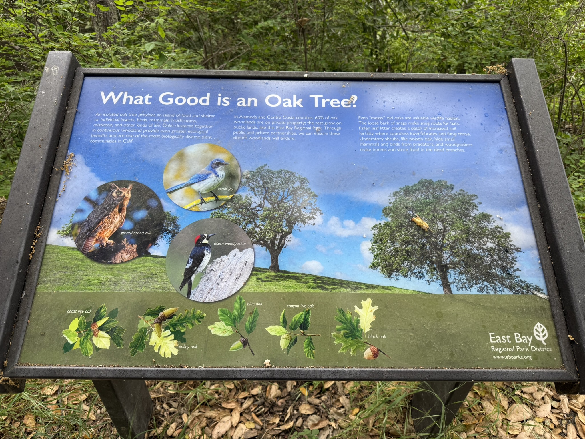 Sunol Wilderness Regional Preserve