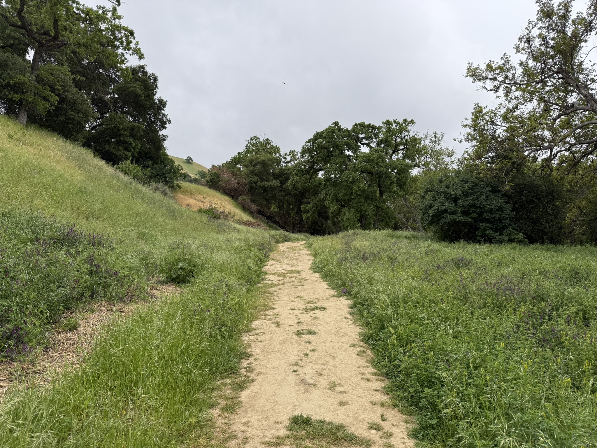 Sunol Wilderness Regional Preserve