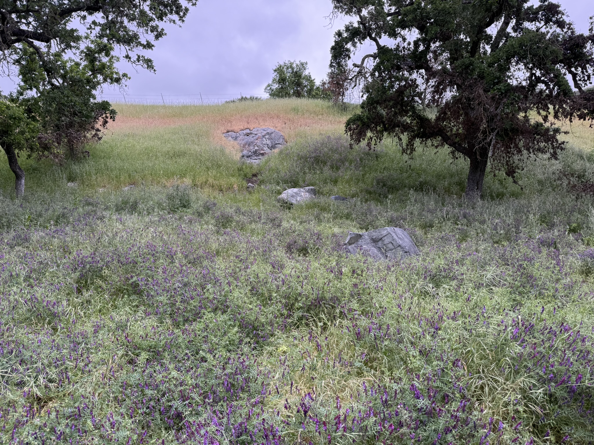 Sunol Wilderness Regional Preserve