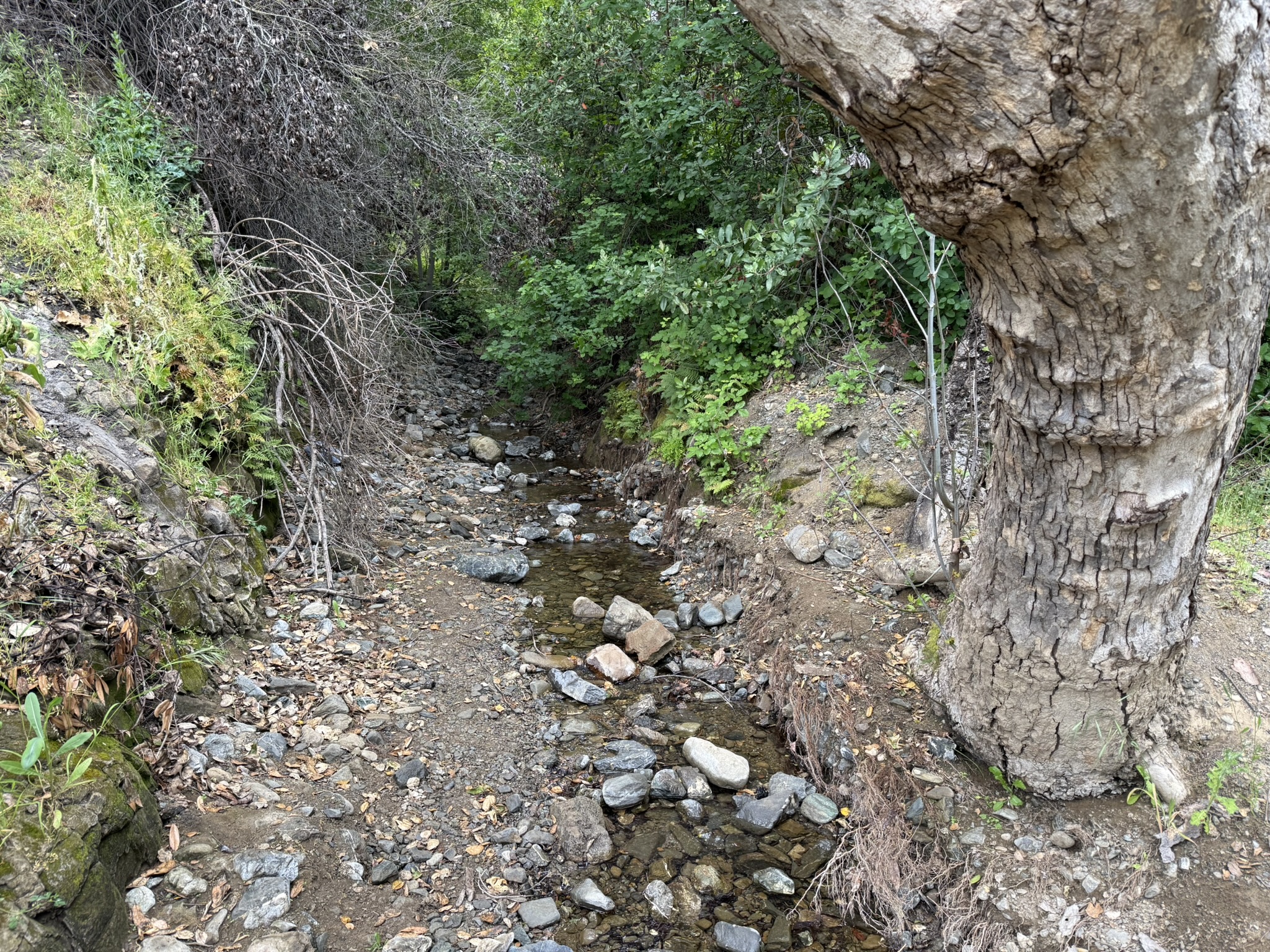 Sunol Wilderness Regional Preserve