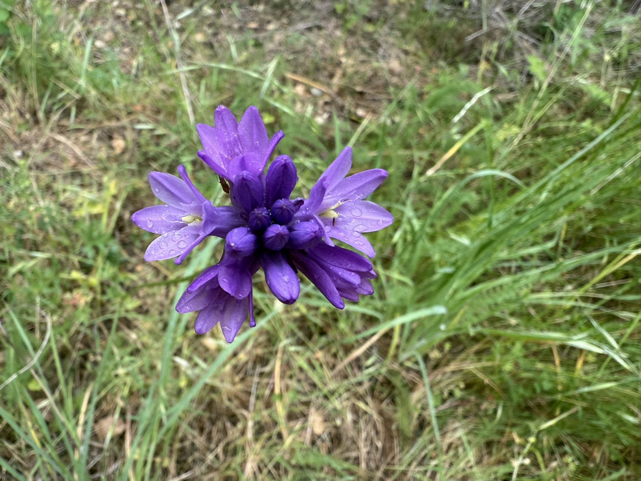 Sunol Wilderness Regional Preserve
