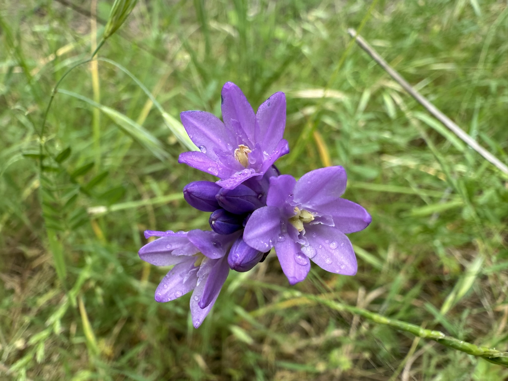 Sunol Wilderness Regional Preserve