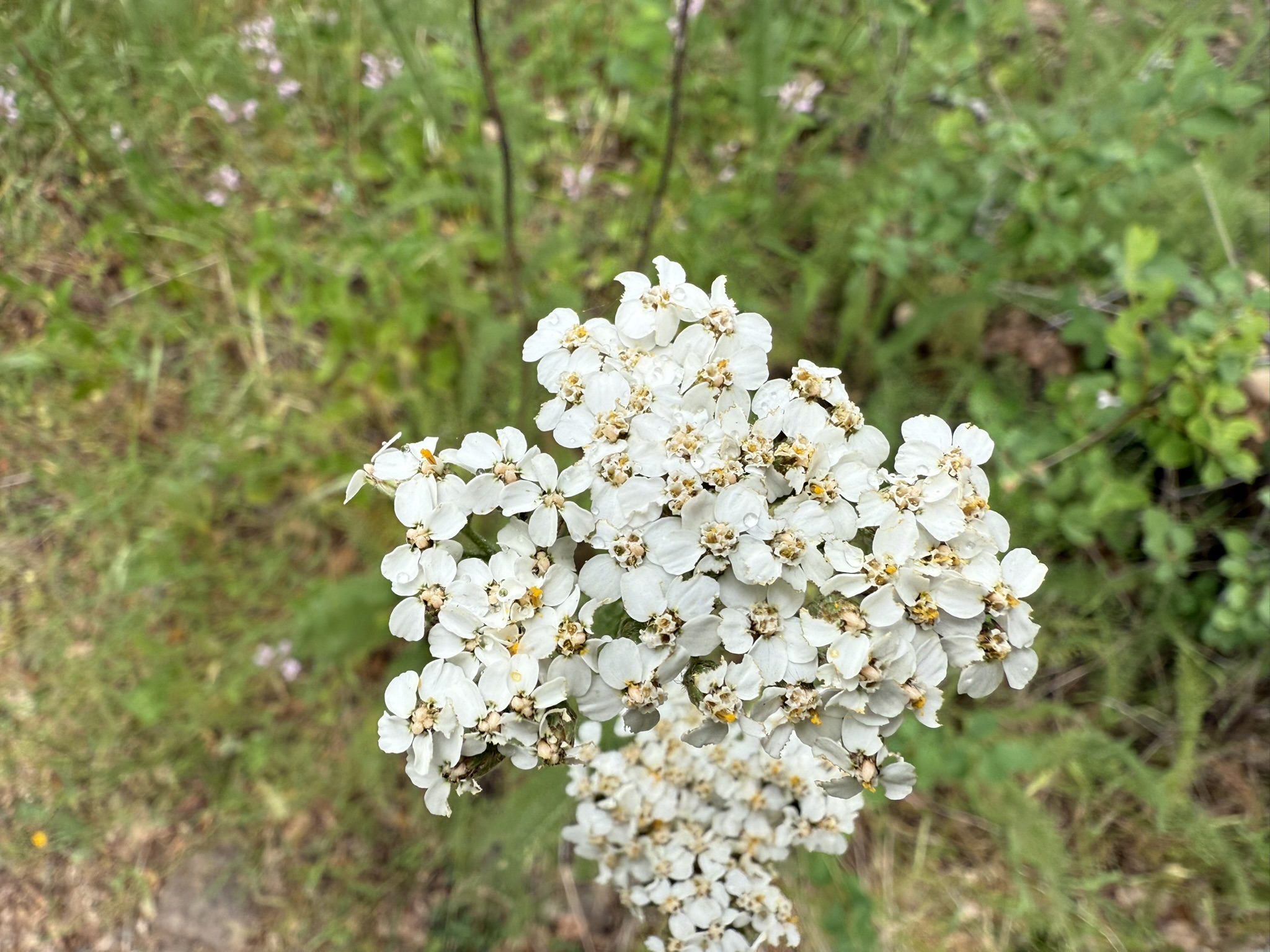 Sunol Wilderness Regional Preserve