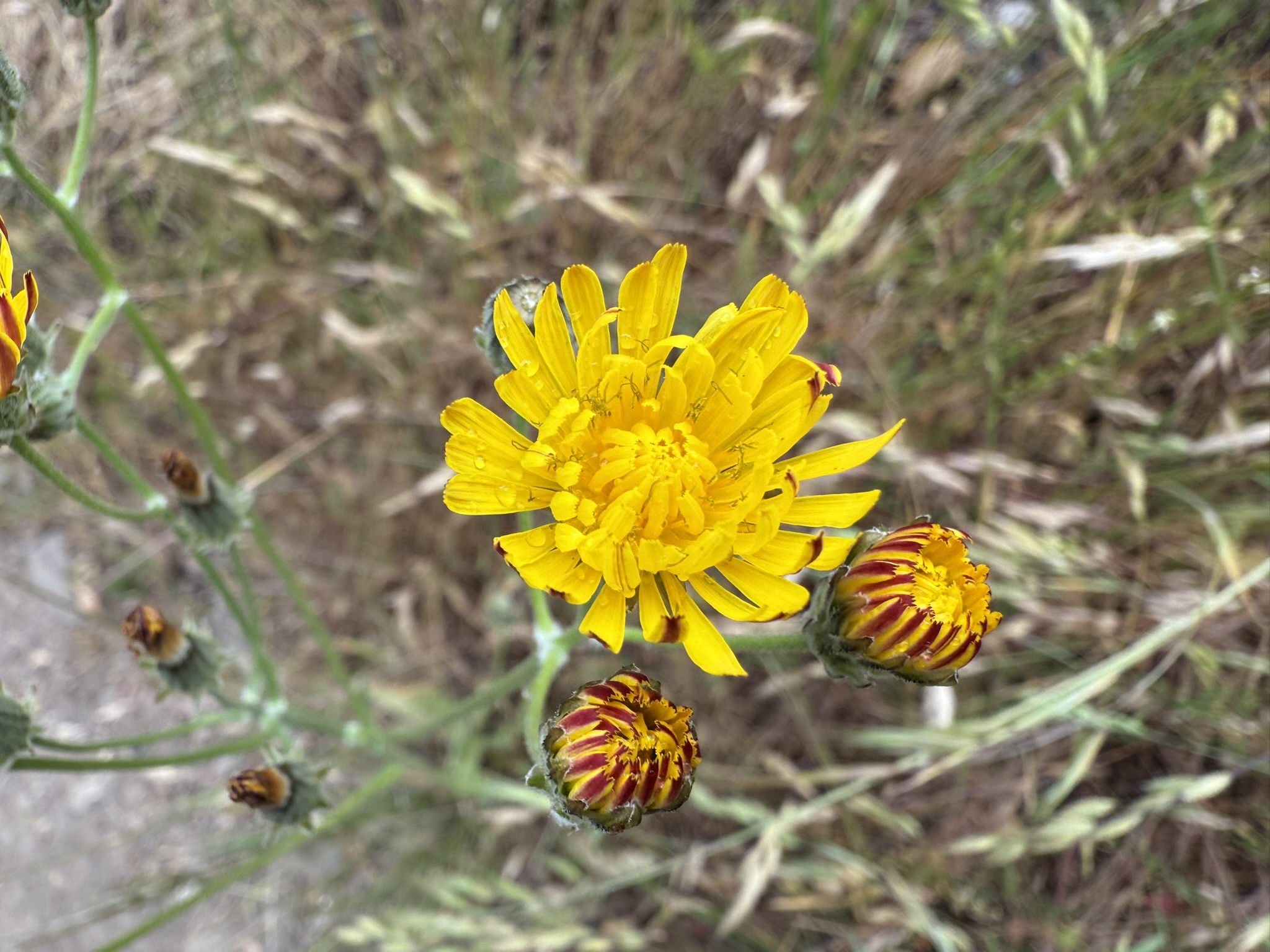Sunol Wilderness Regional Preserve