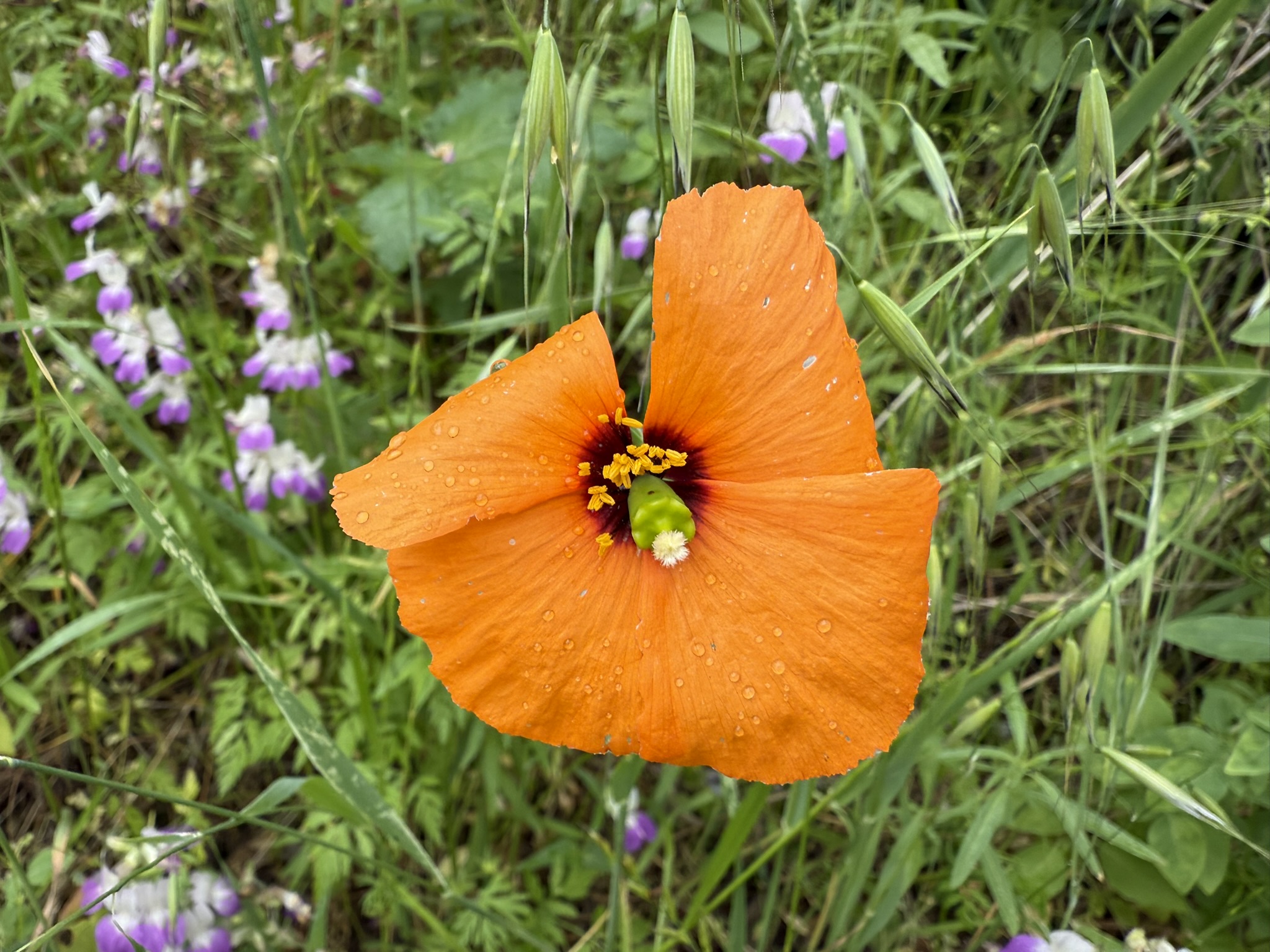 Sunol Wilderness Regional Preserve