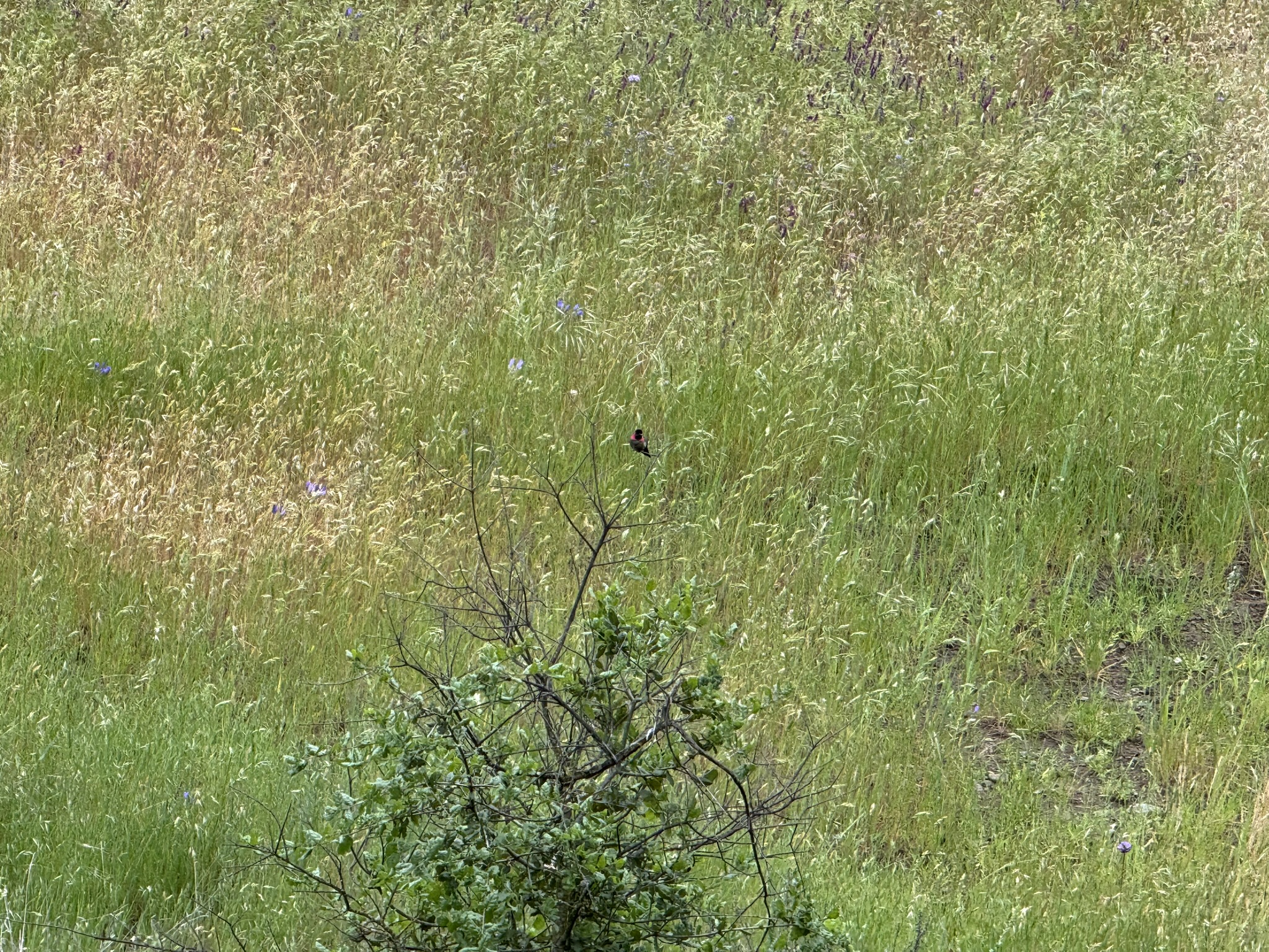 Sunol Wilderness Regional Preserve