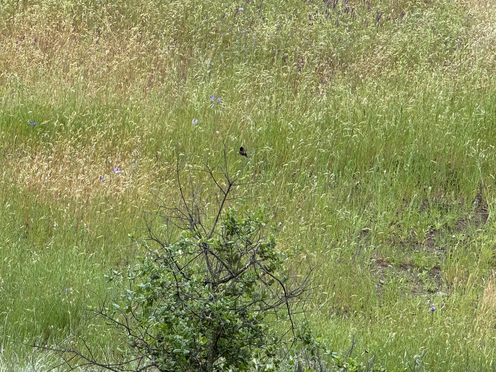 Sunol Wilderness Regional Preserve