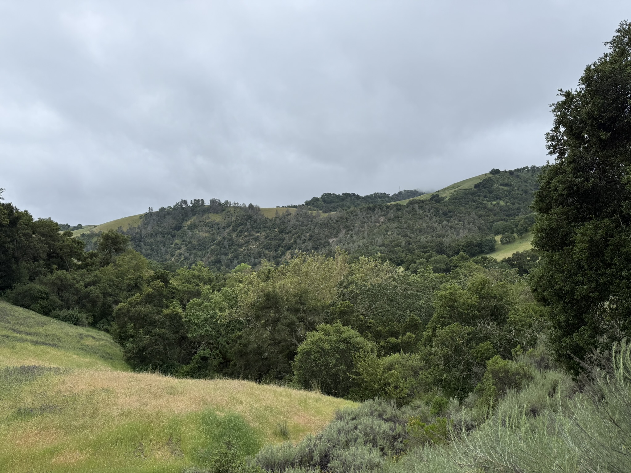 Sunol Wilderness Regional Preserve