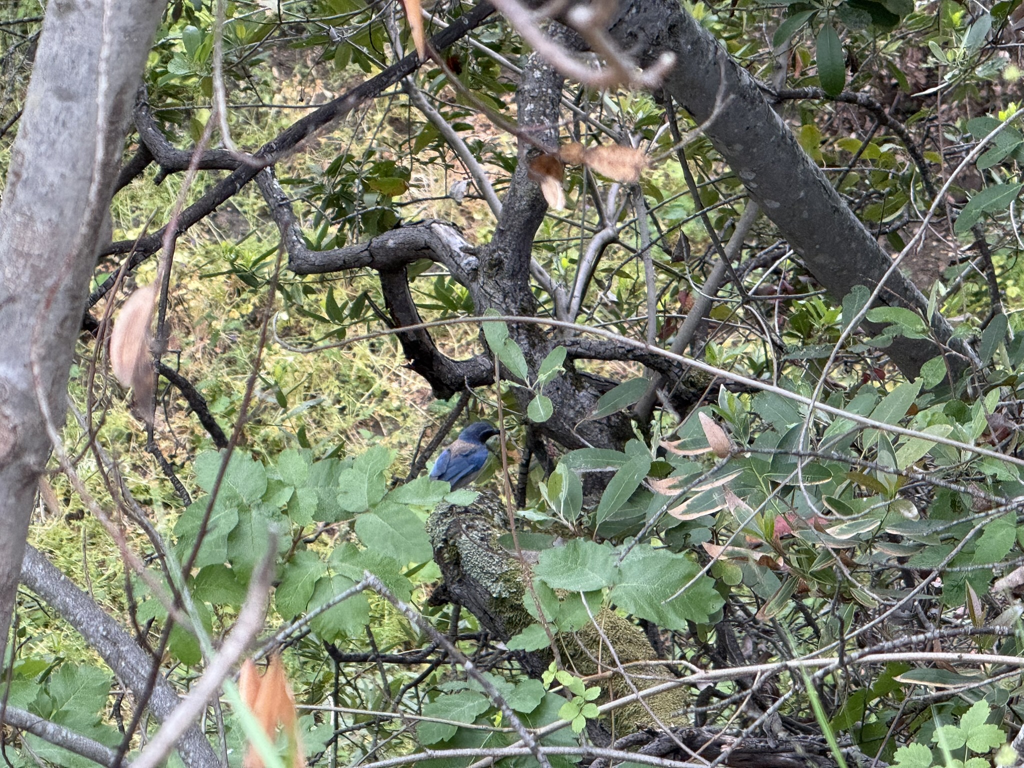 Sunol Wilderness Regional Preserve
