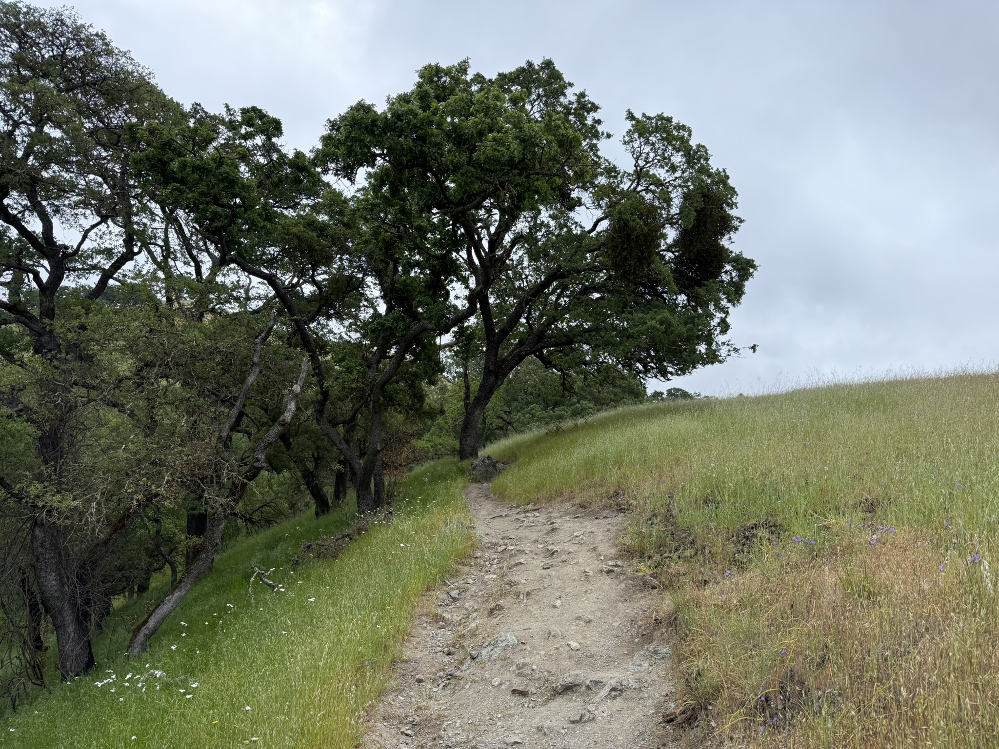Sunol Wilderness Regional Preserve