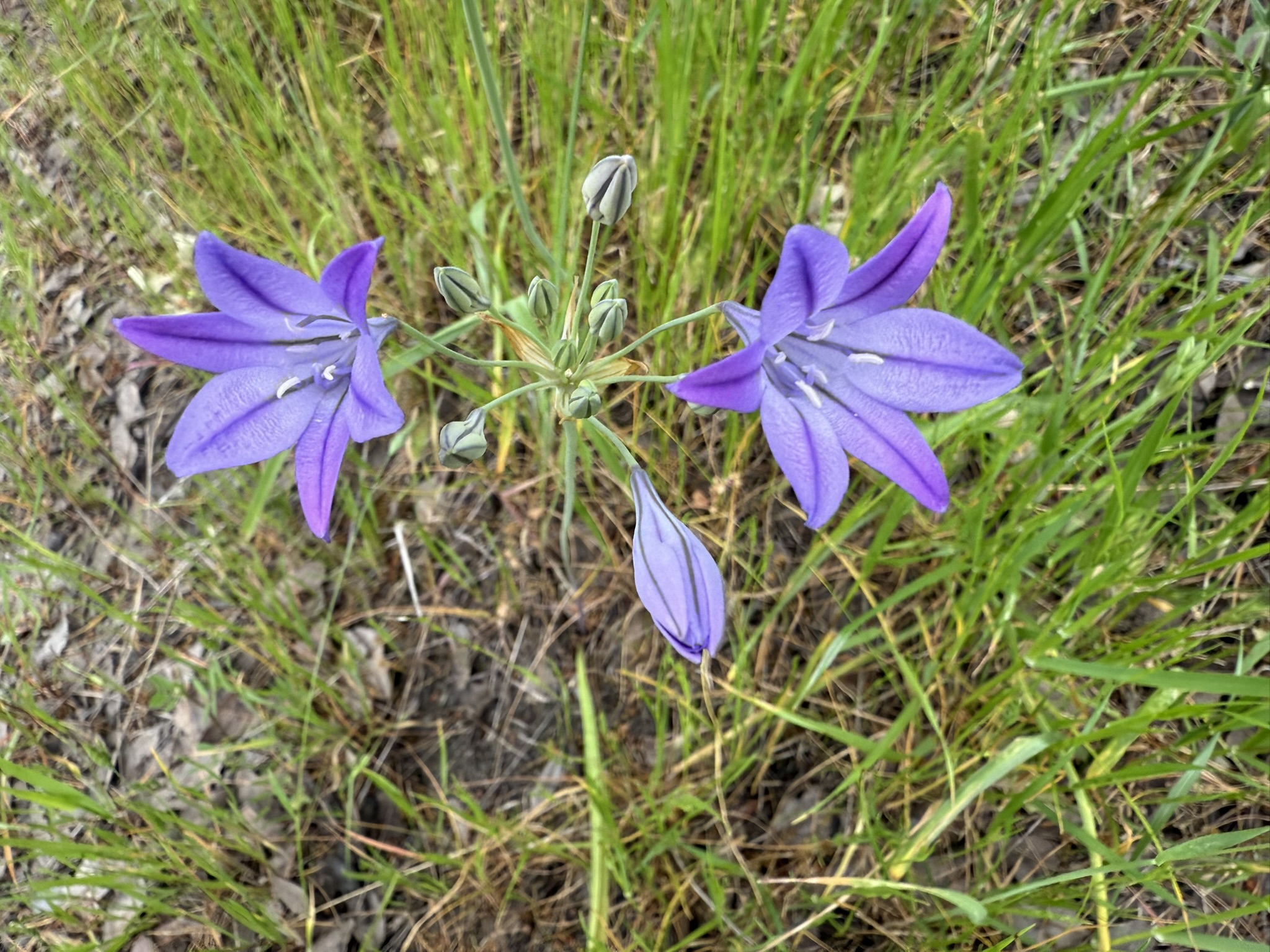 Sunol Wilderness Regional Preserve