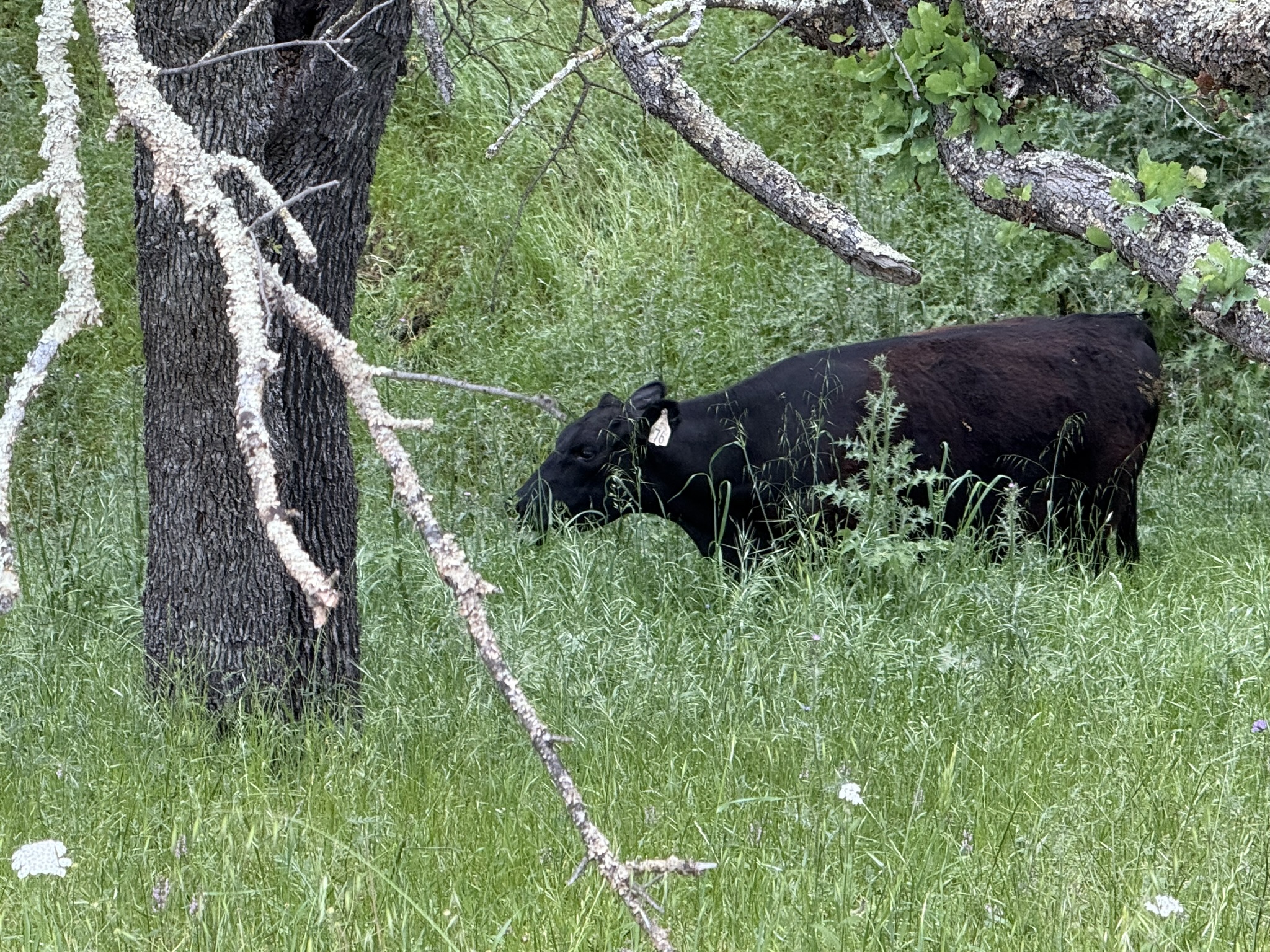 Sunol Wilderness Regional Preserve