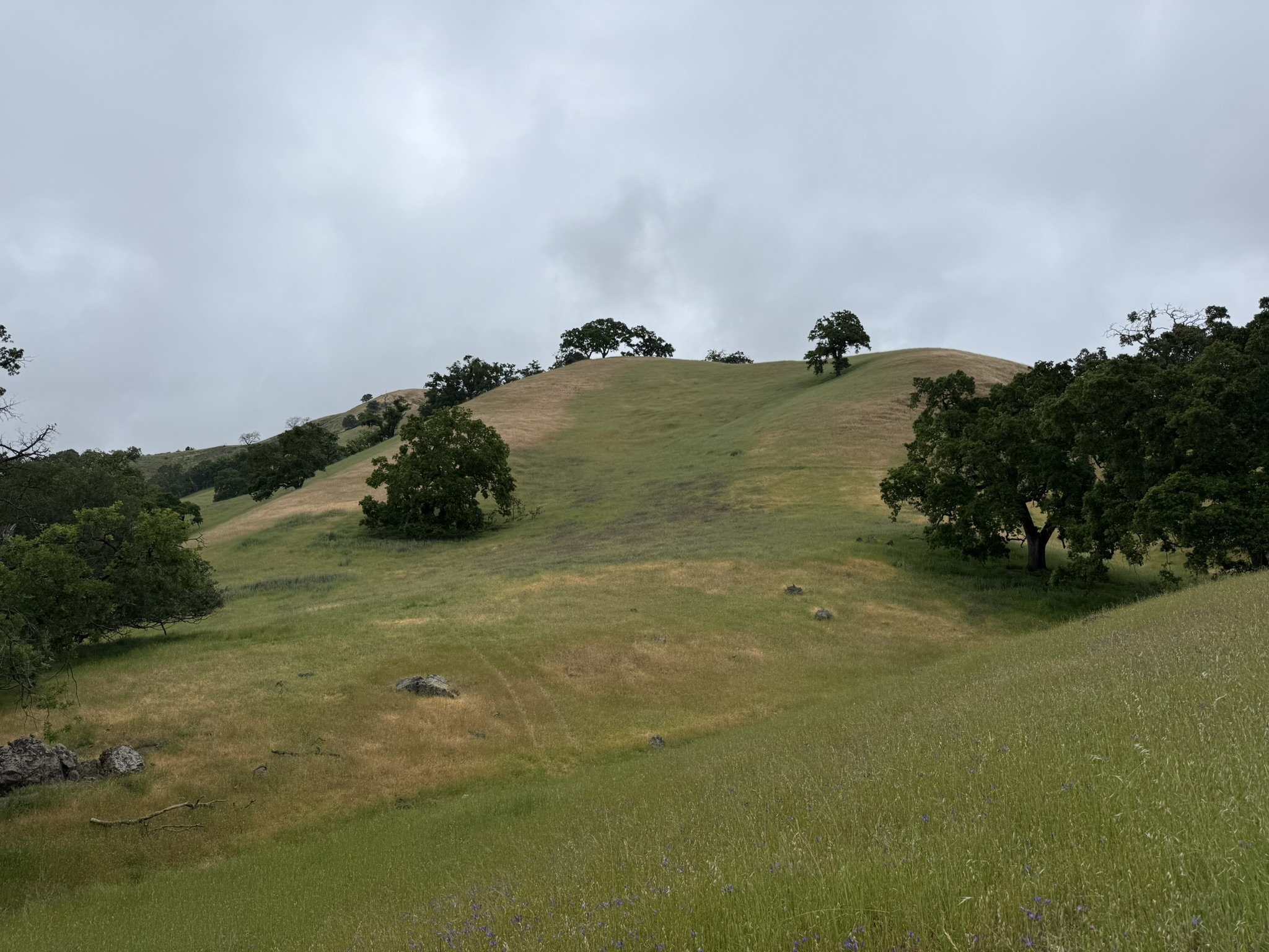 Sunol Wilderness Regional Preserve