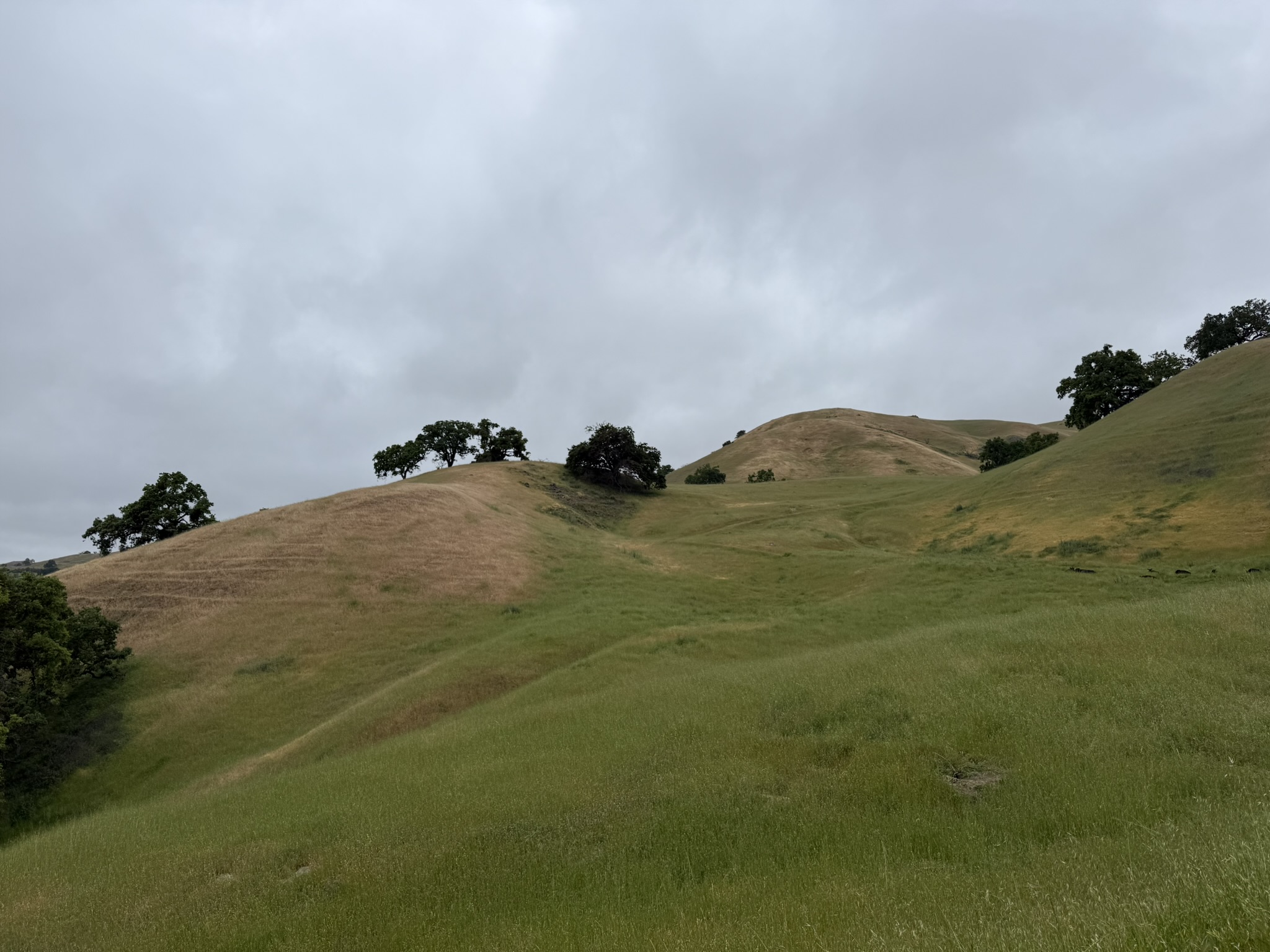 Sunol Wilderness Regional Preserve
